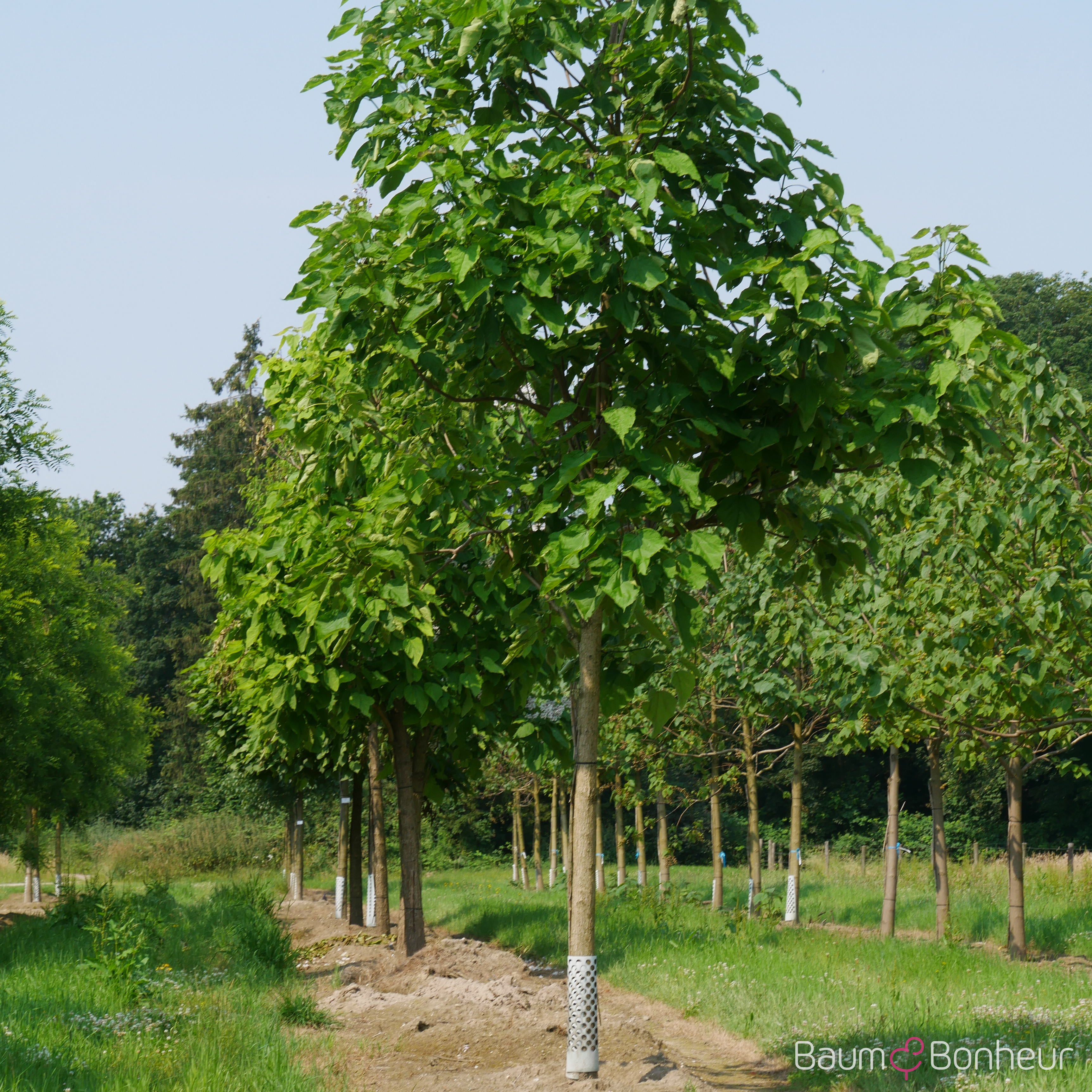Catalpa bignonioides
