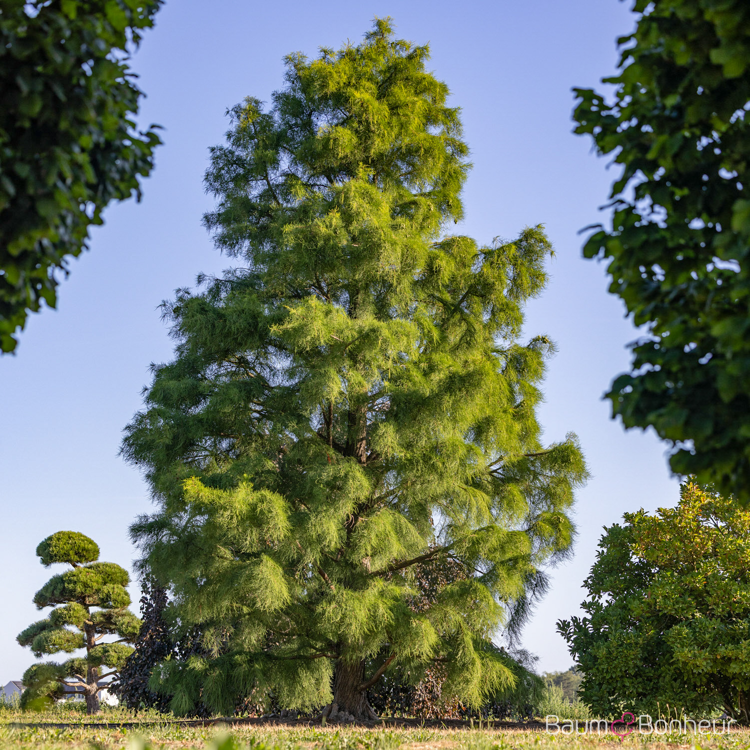Taxodium distichum 'Nutans'