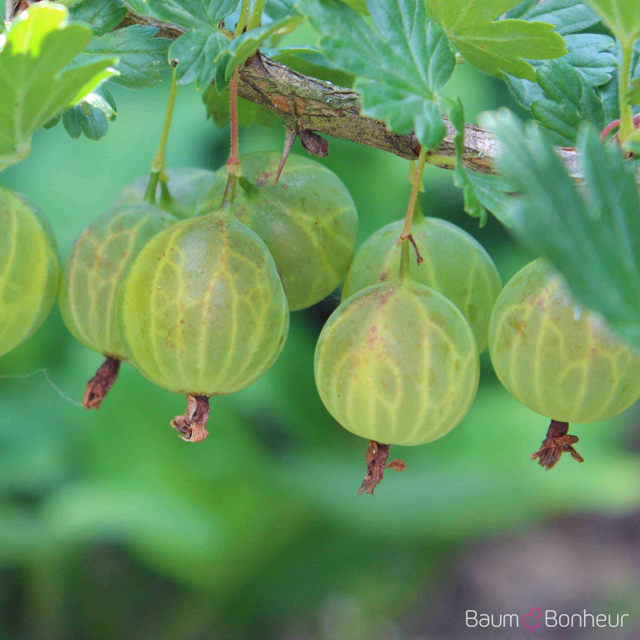 Ribes uva-crispa 'Invicta'