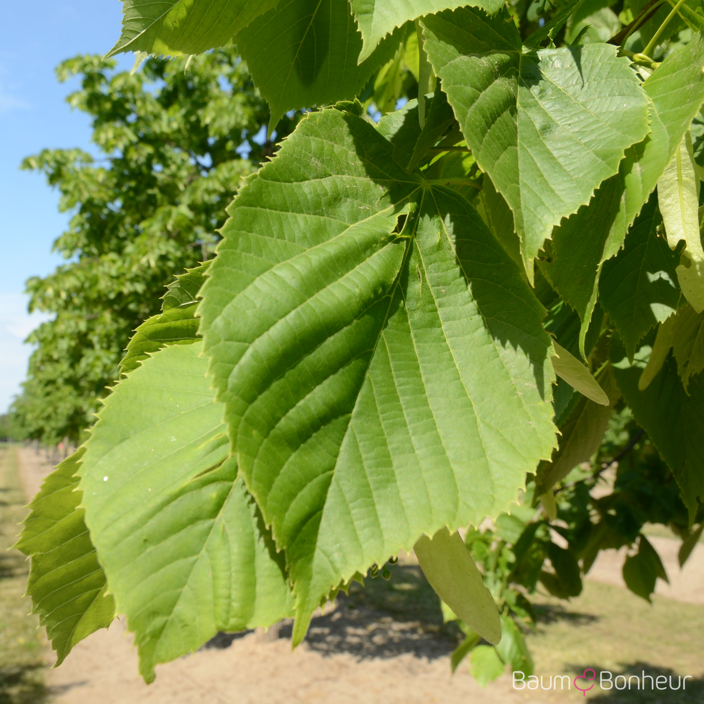 Tilia americana 'Nova'