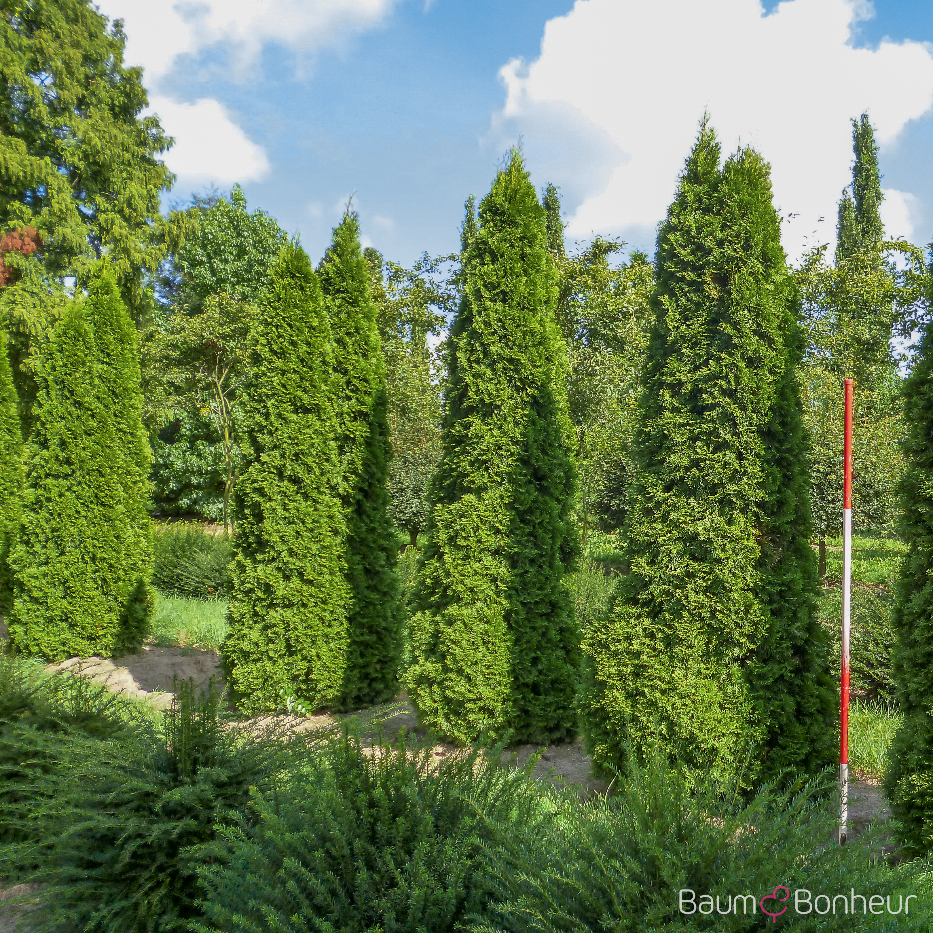 Thuja occidentalis 'Smaragd'