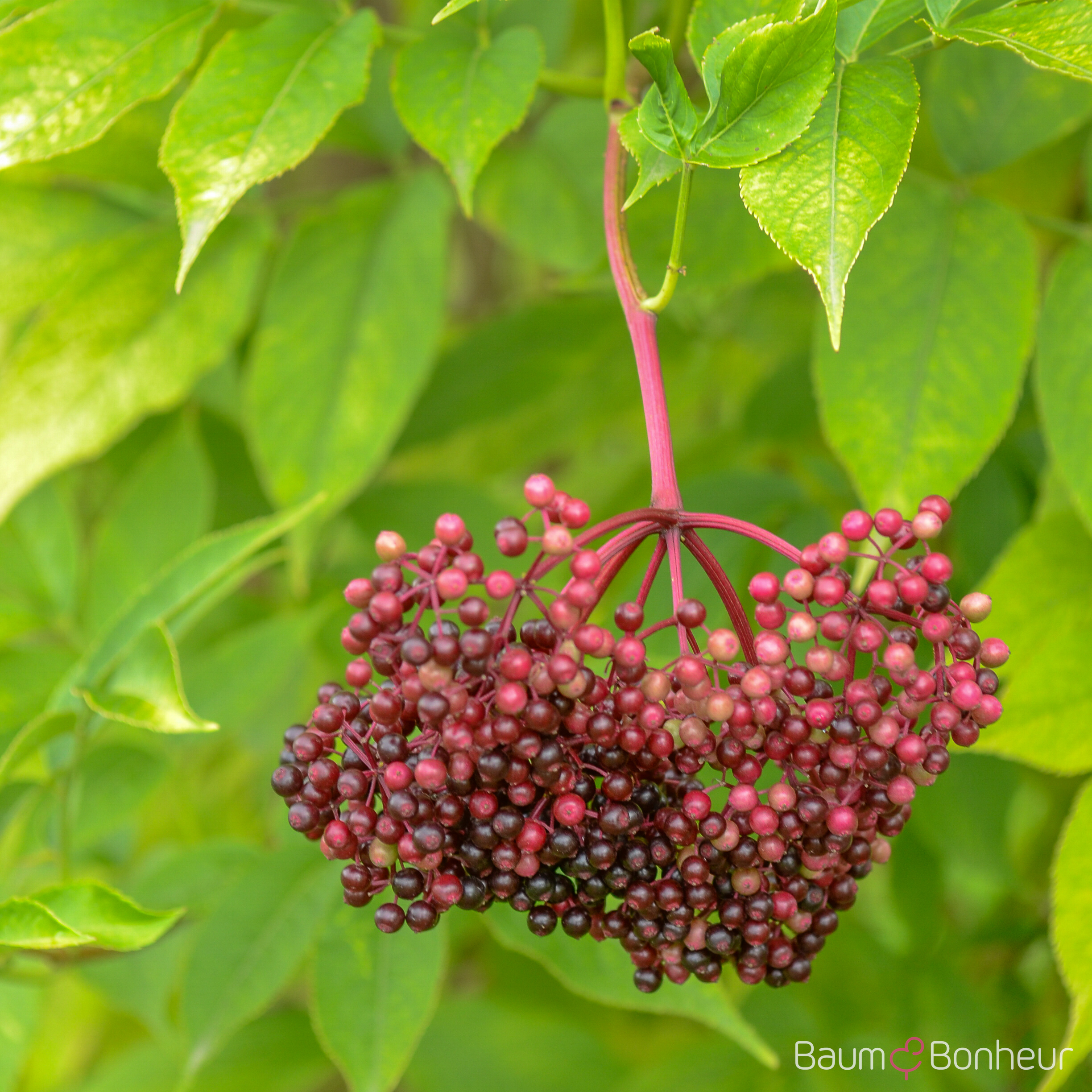 Sambucus nigra