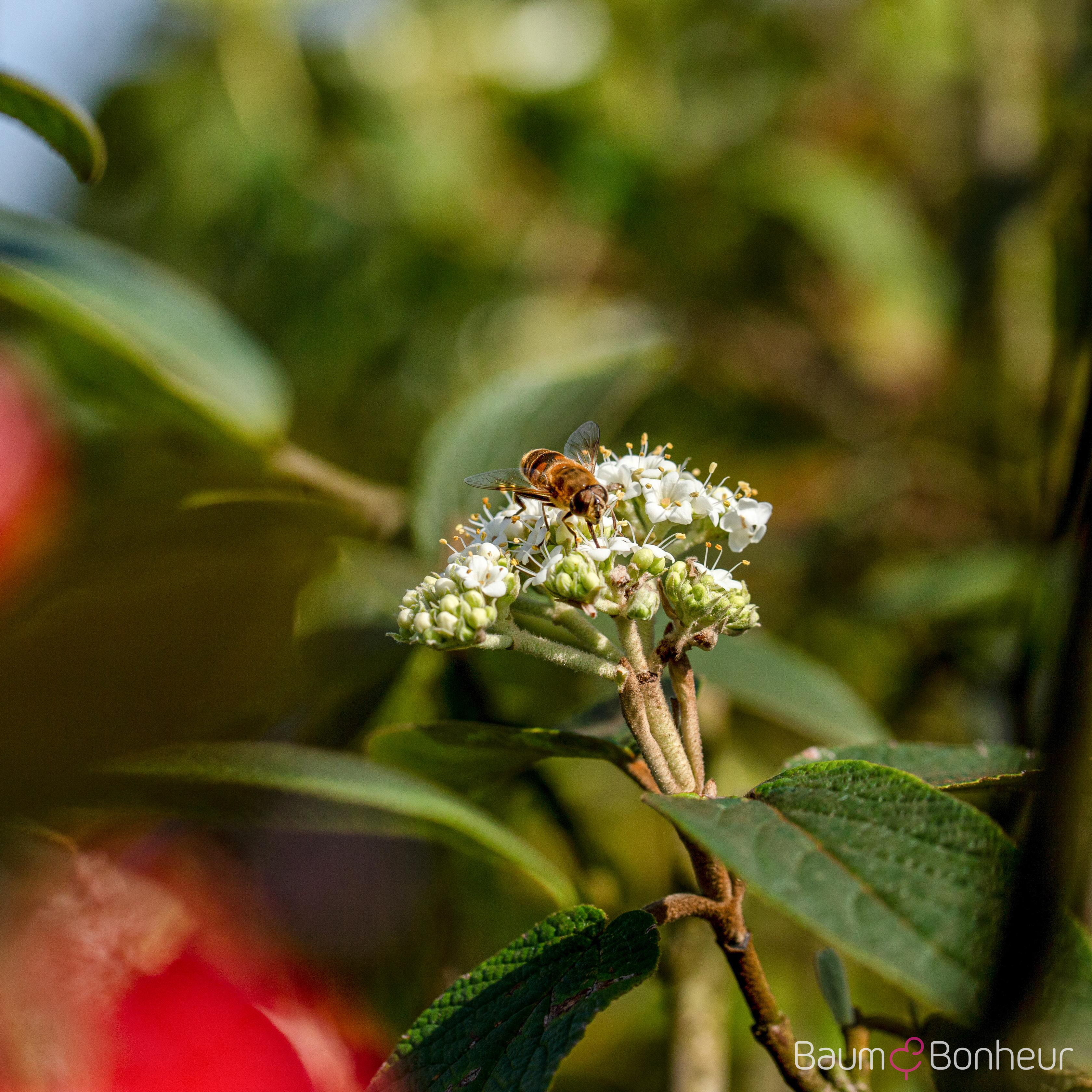 Viburnum rhytidophyllum