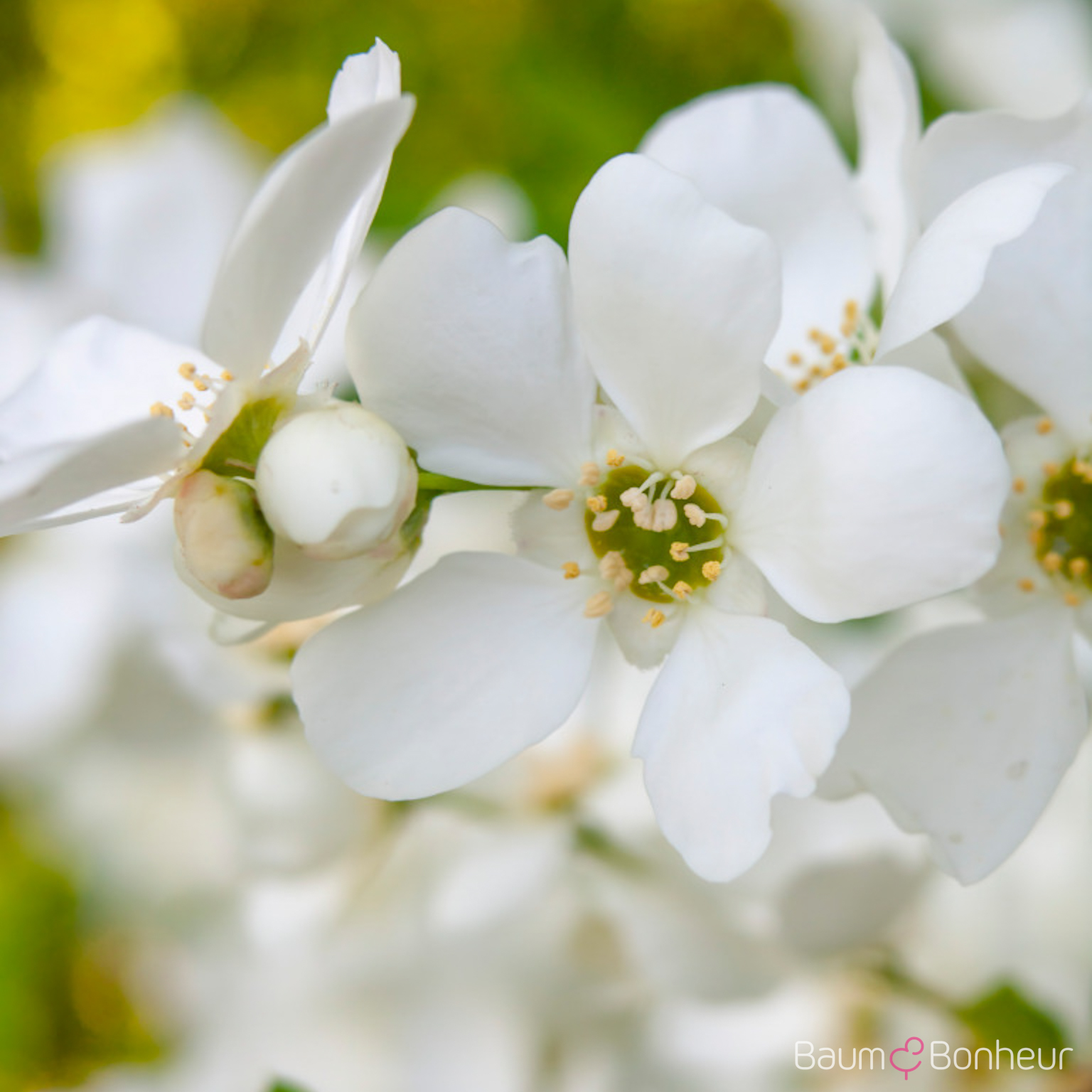 Exochorda racemosa