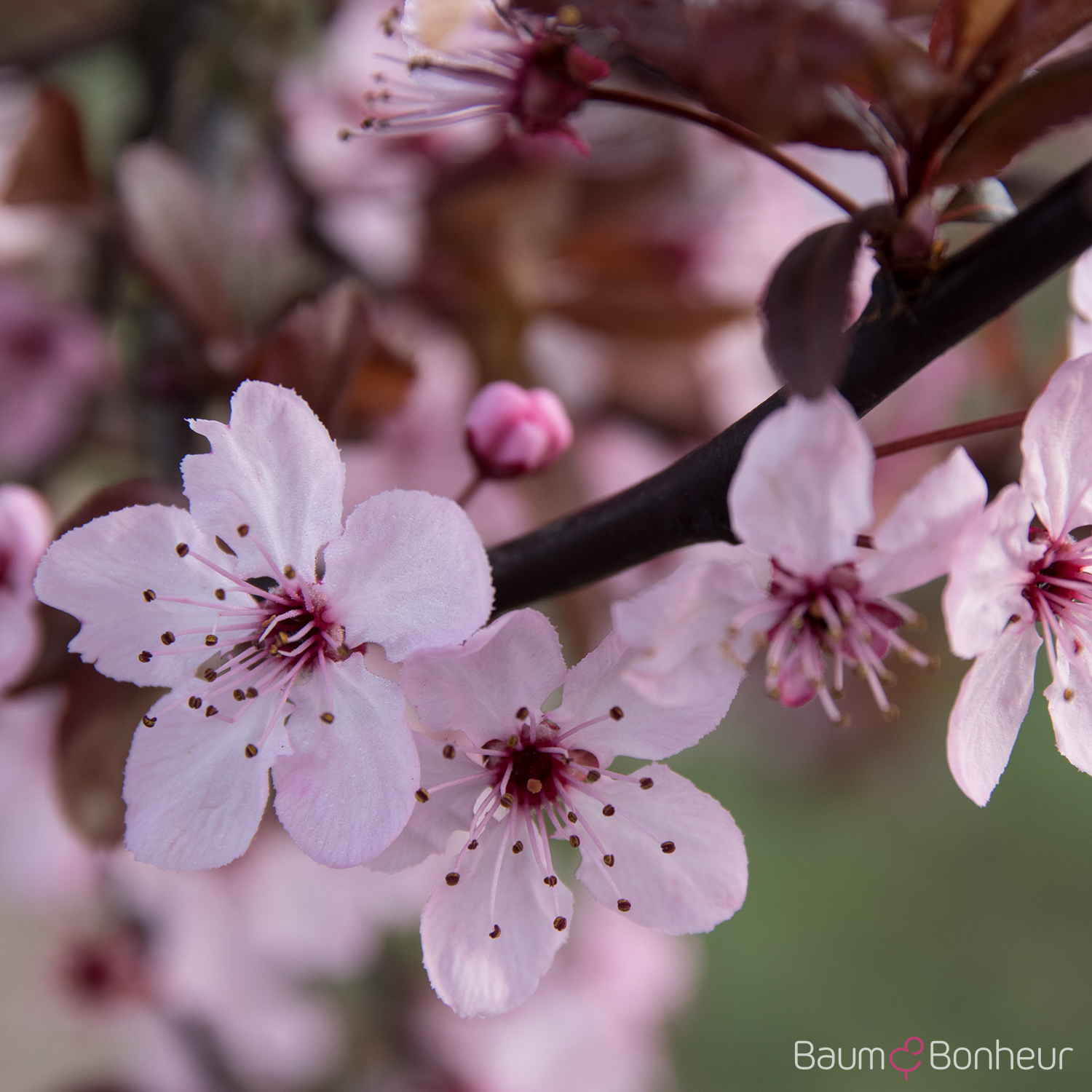 Prunus cerasifera 'Nigra'
