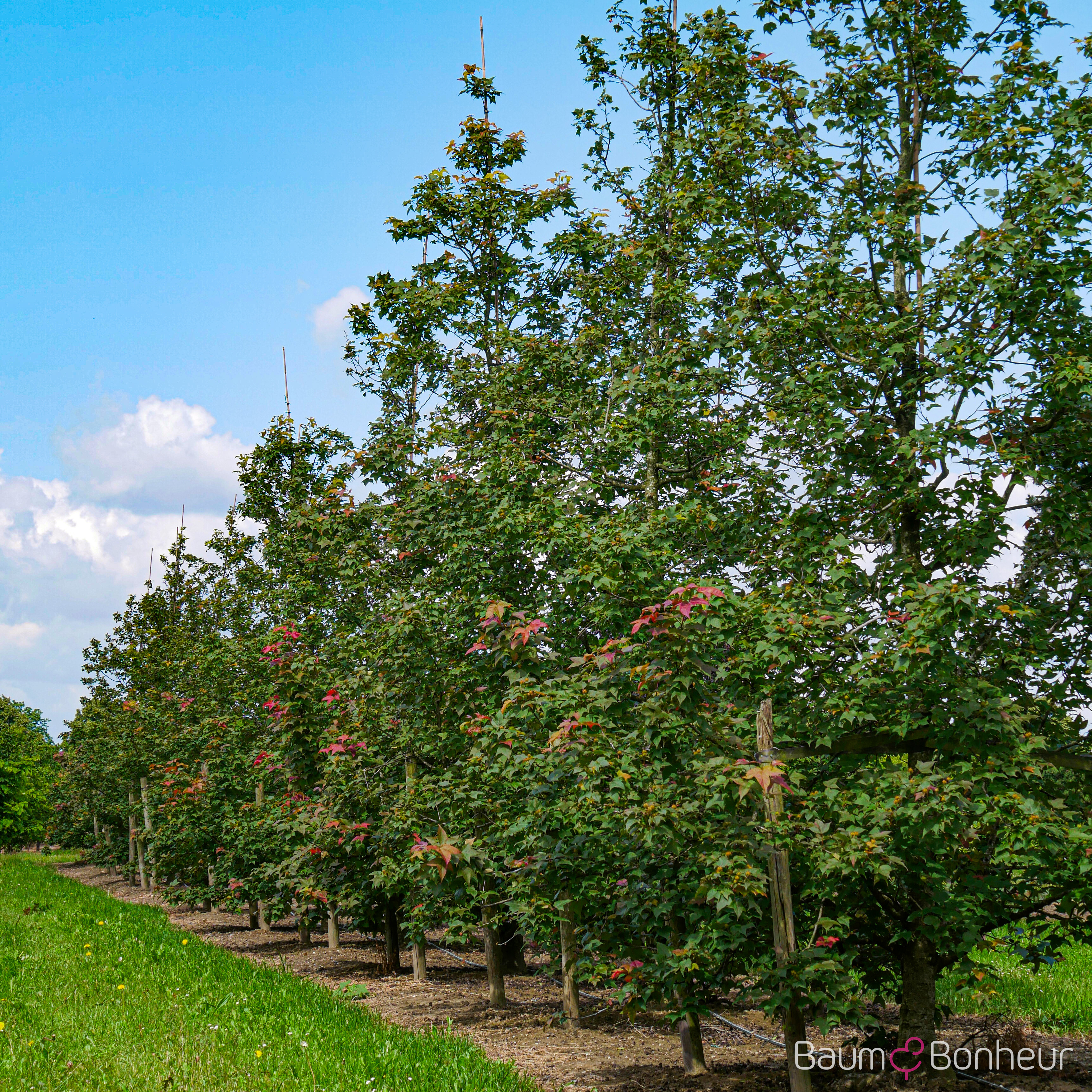 Liquidambar formosana