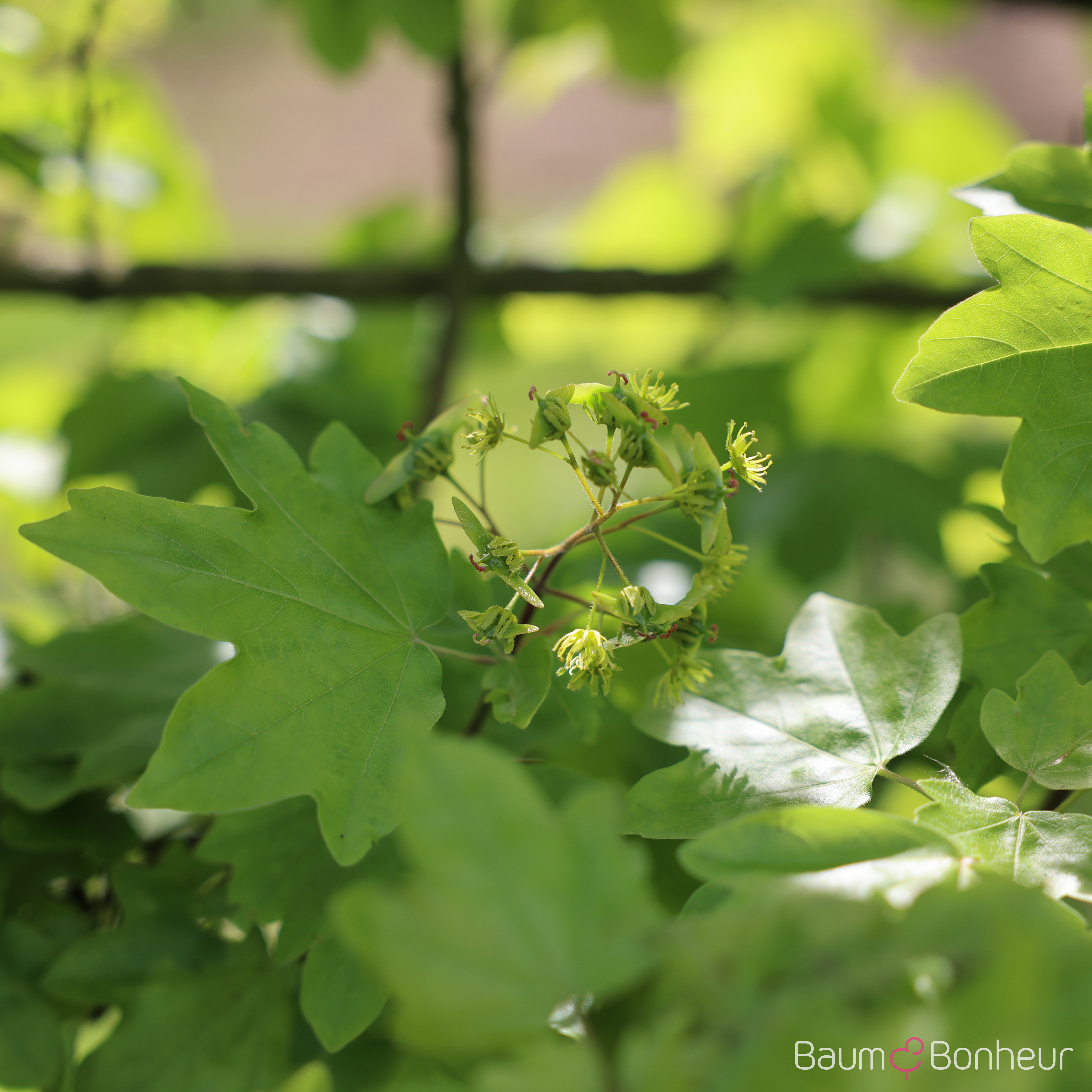 Acer campestre 'Huibers Elegant'