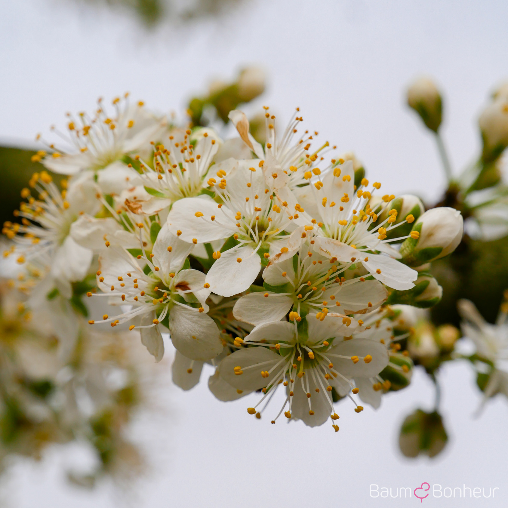 Prunus domestica 'Ontario'