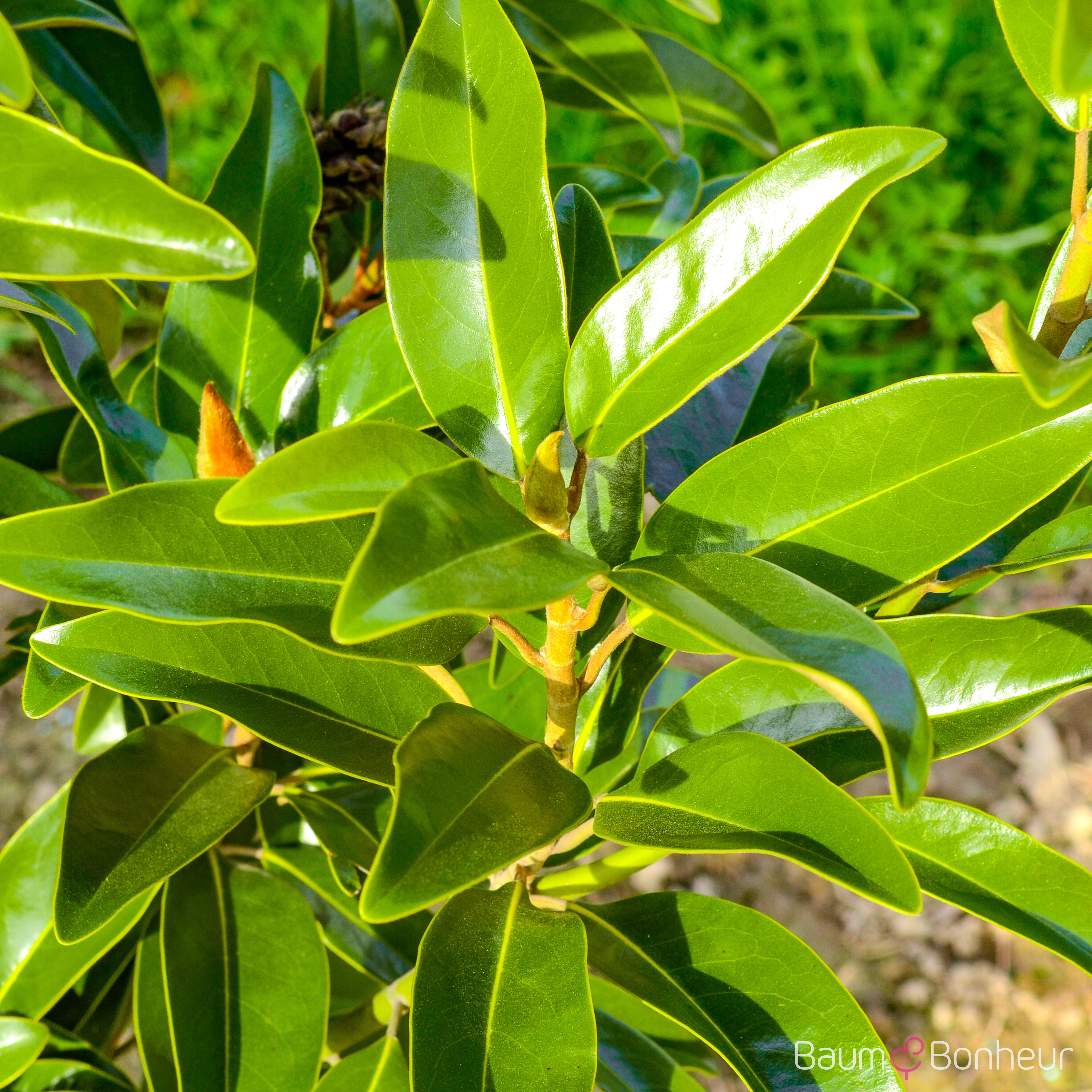 Magnolia grandiflora 'Alta'