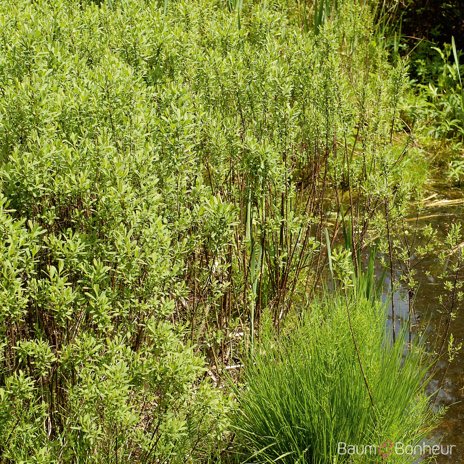 Salix purpurea 'Nana'