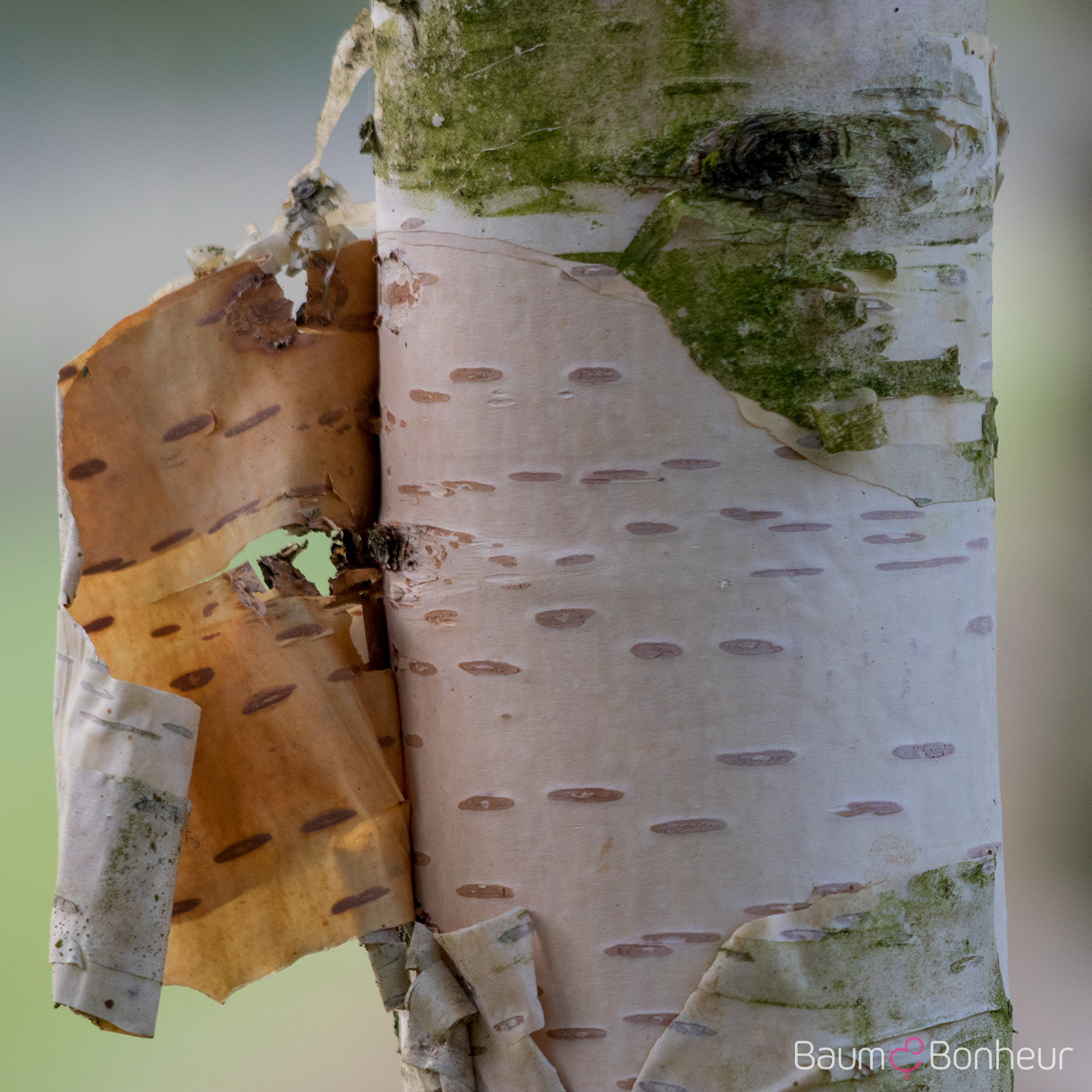 Betula ermanii