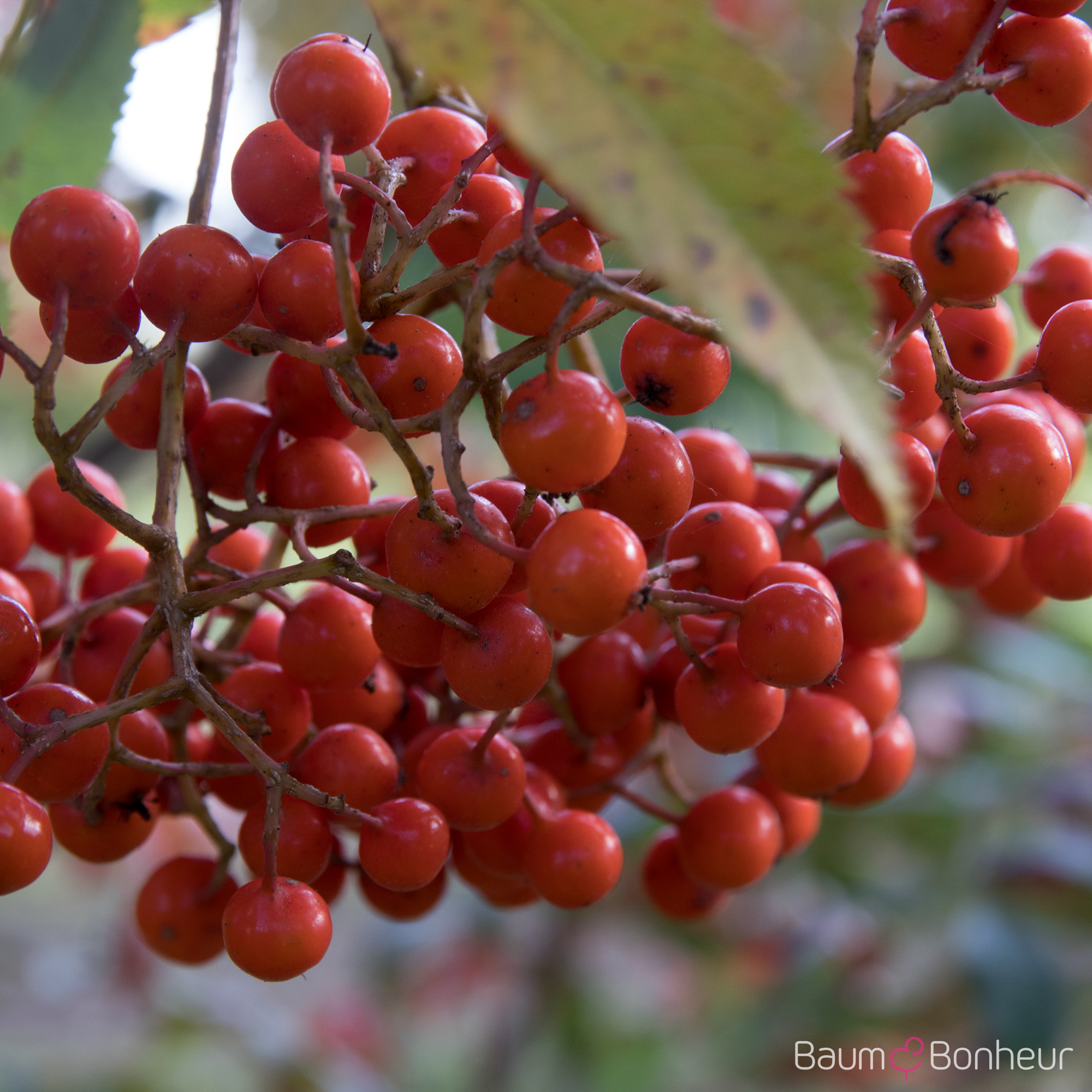 Sorbus serotina