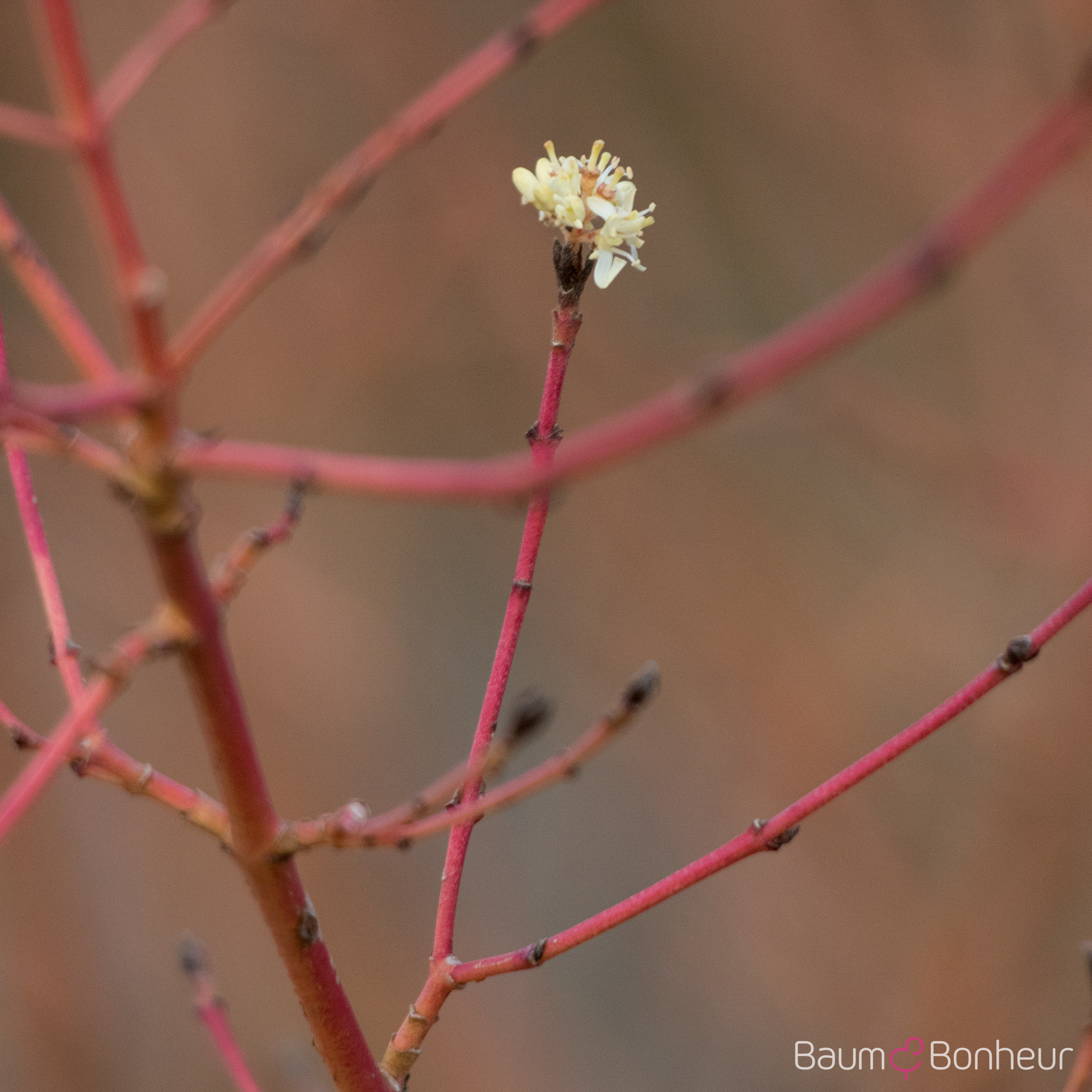 Cornus sanguinea 'Winter Beauty'
