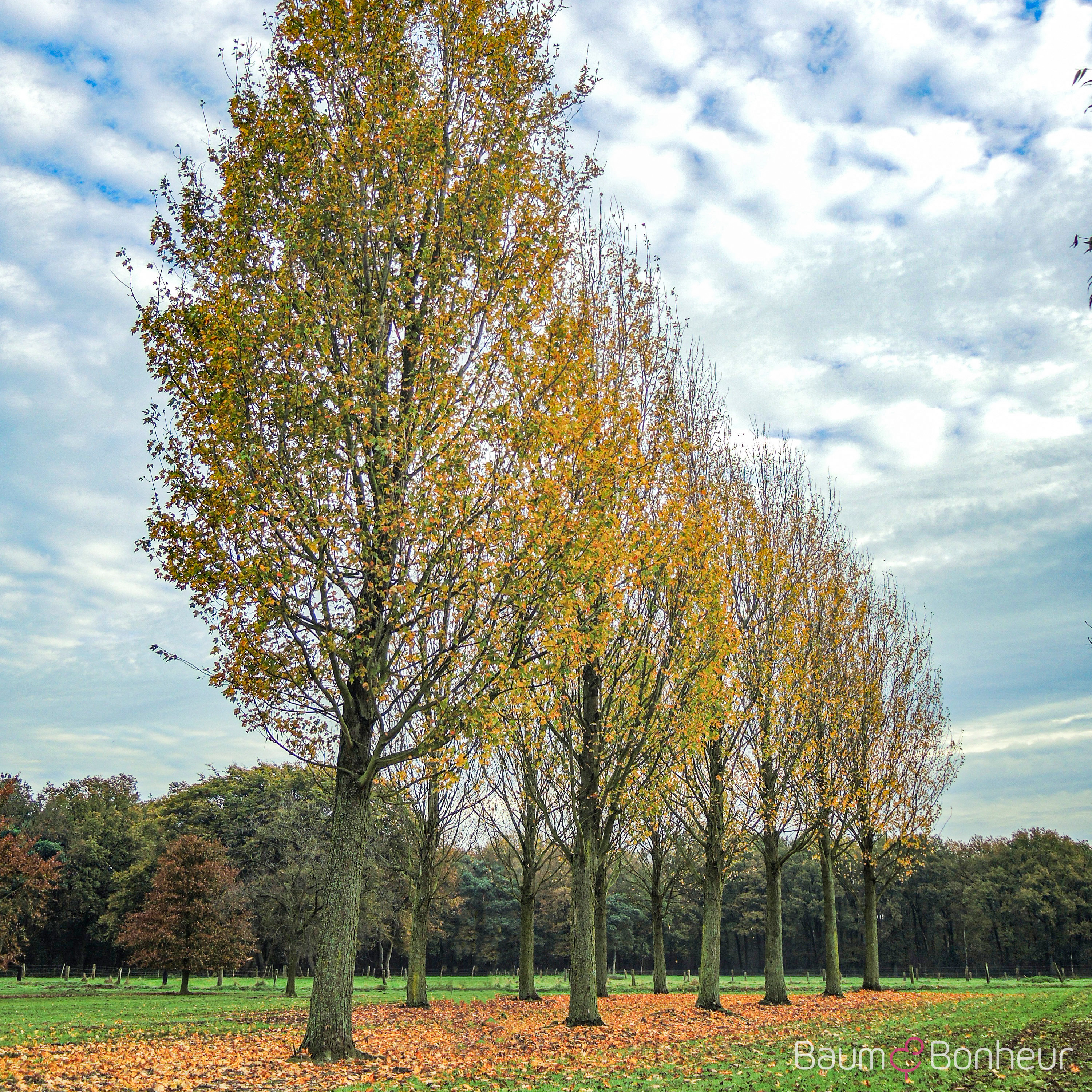 Acer rubrum 'Armstrong'