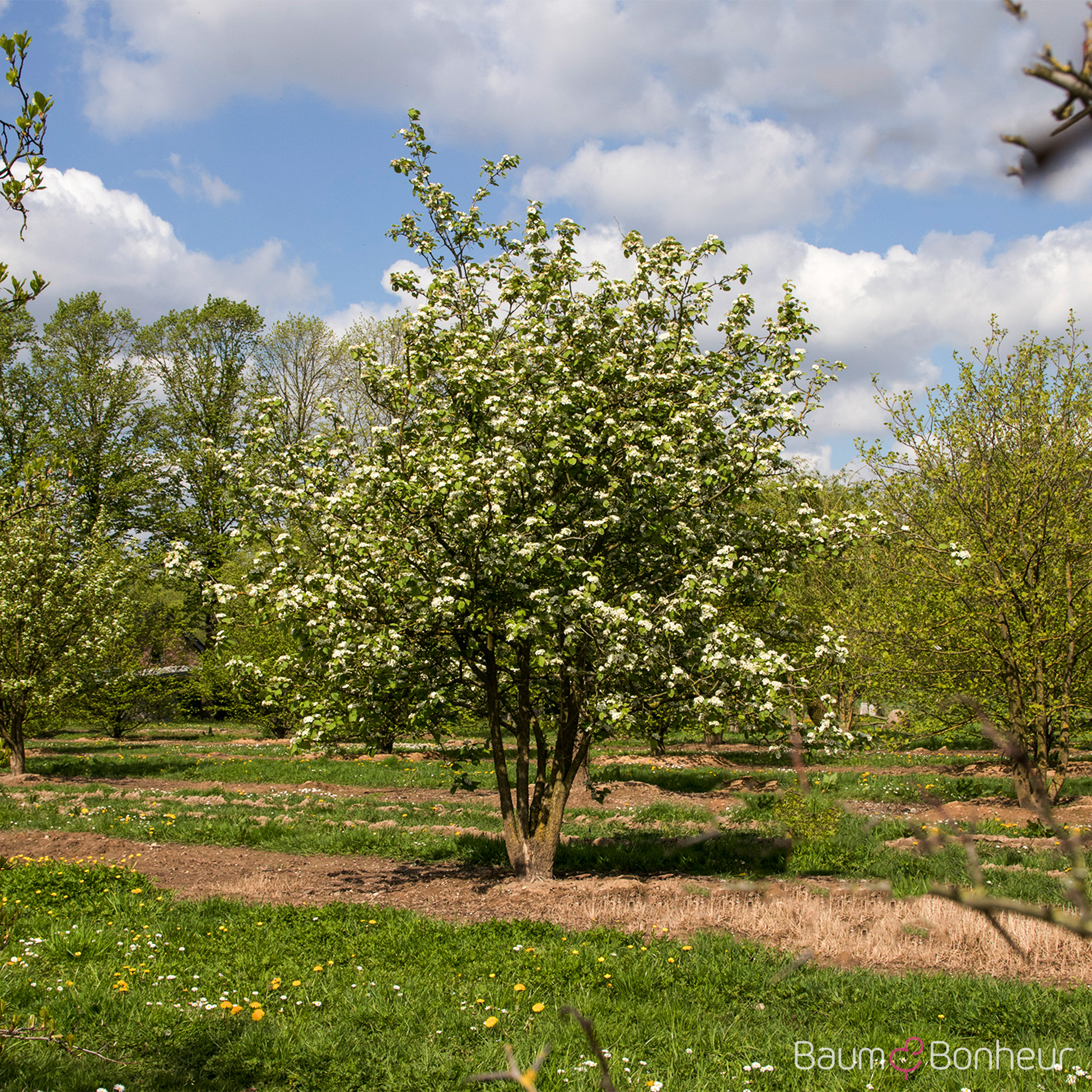 Crataegus persimilis 'Splendens'