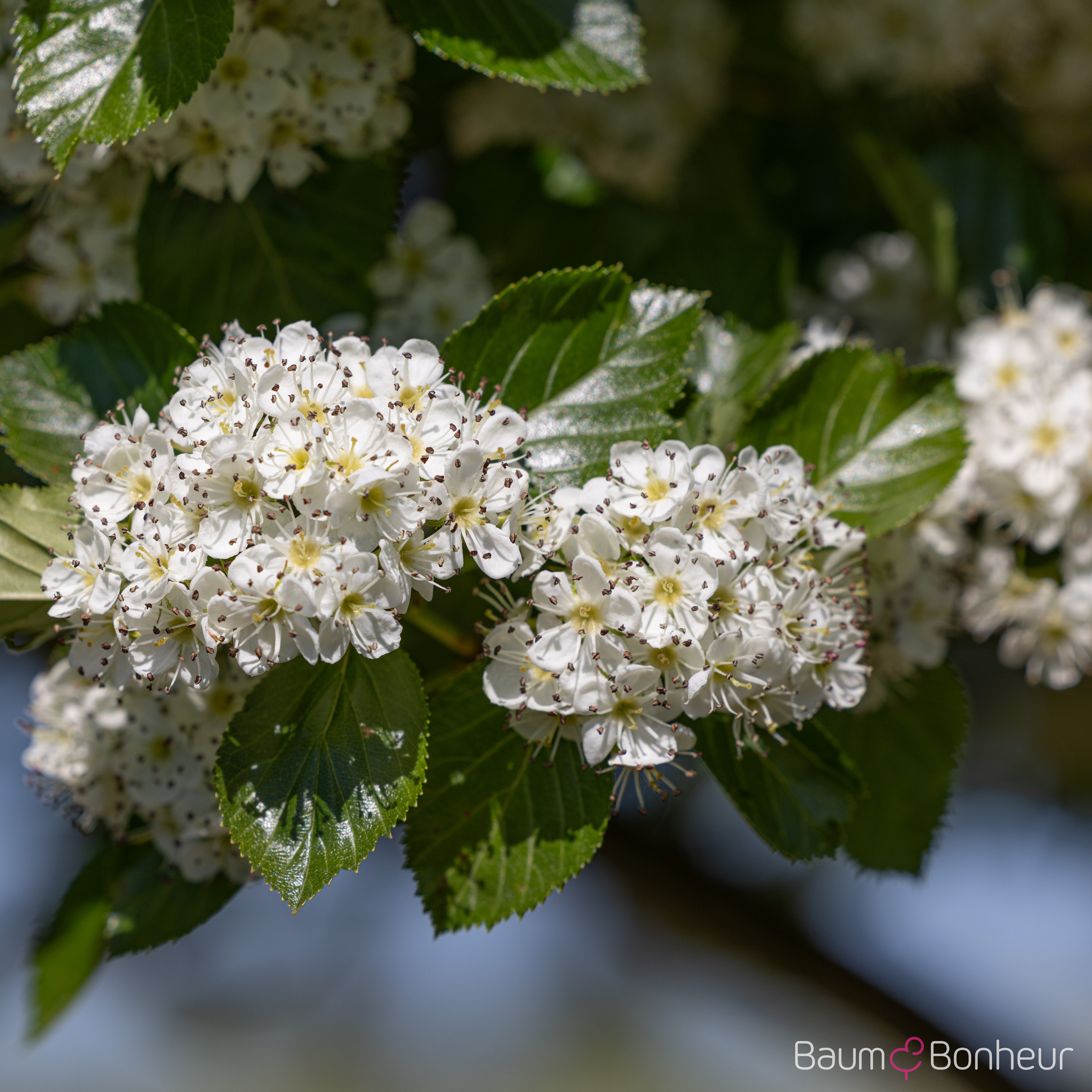 Crataegus crus-galli