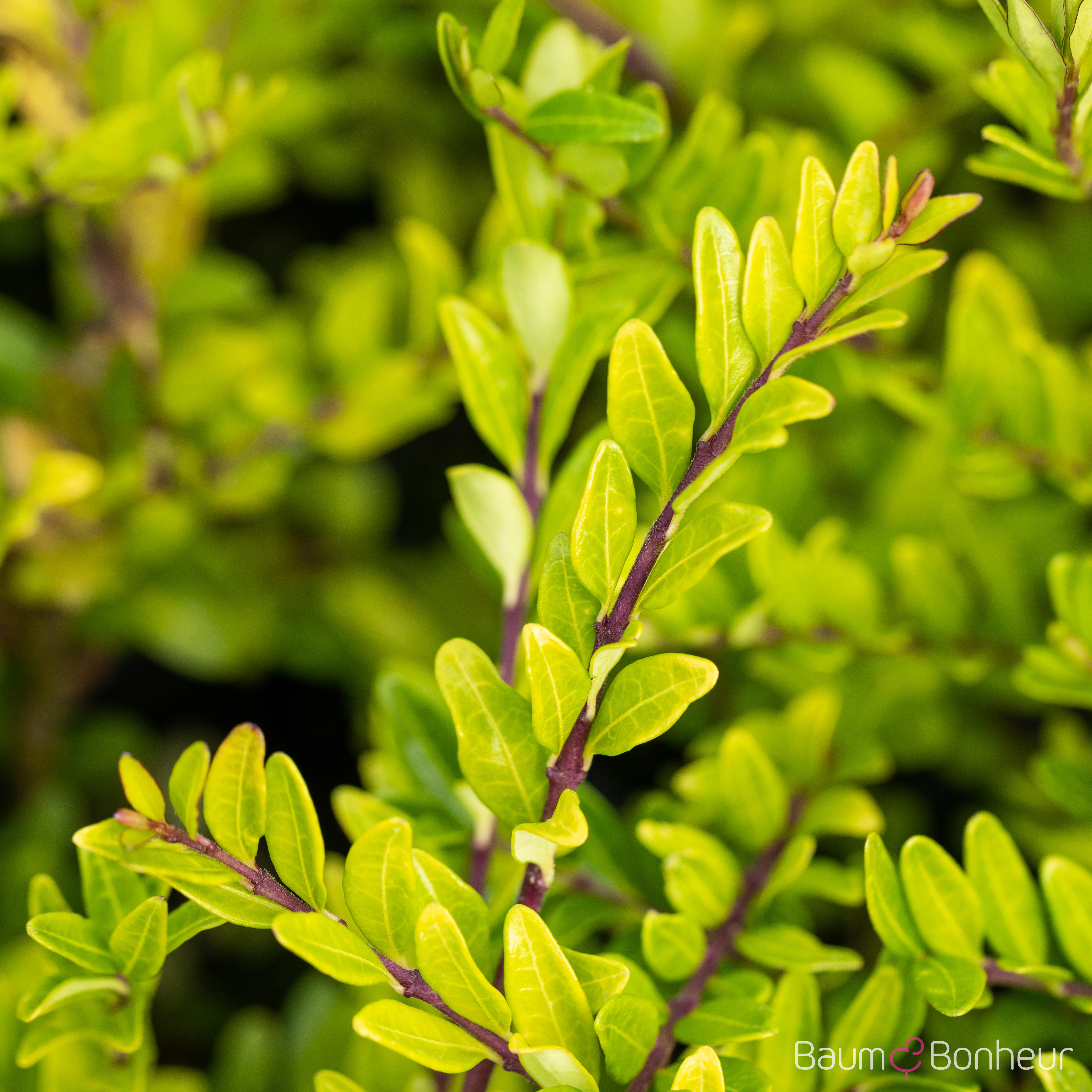 Lonicera pileata
