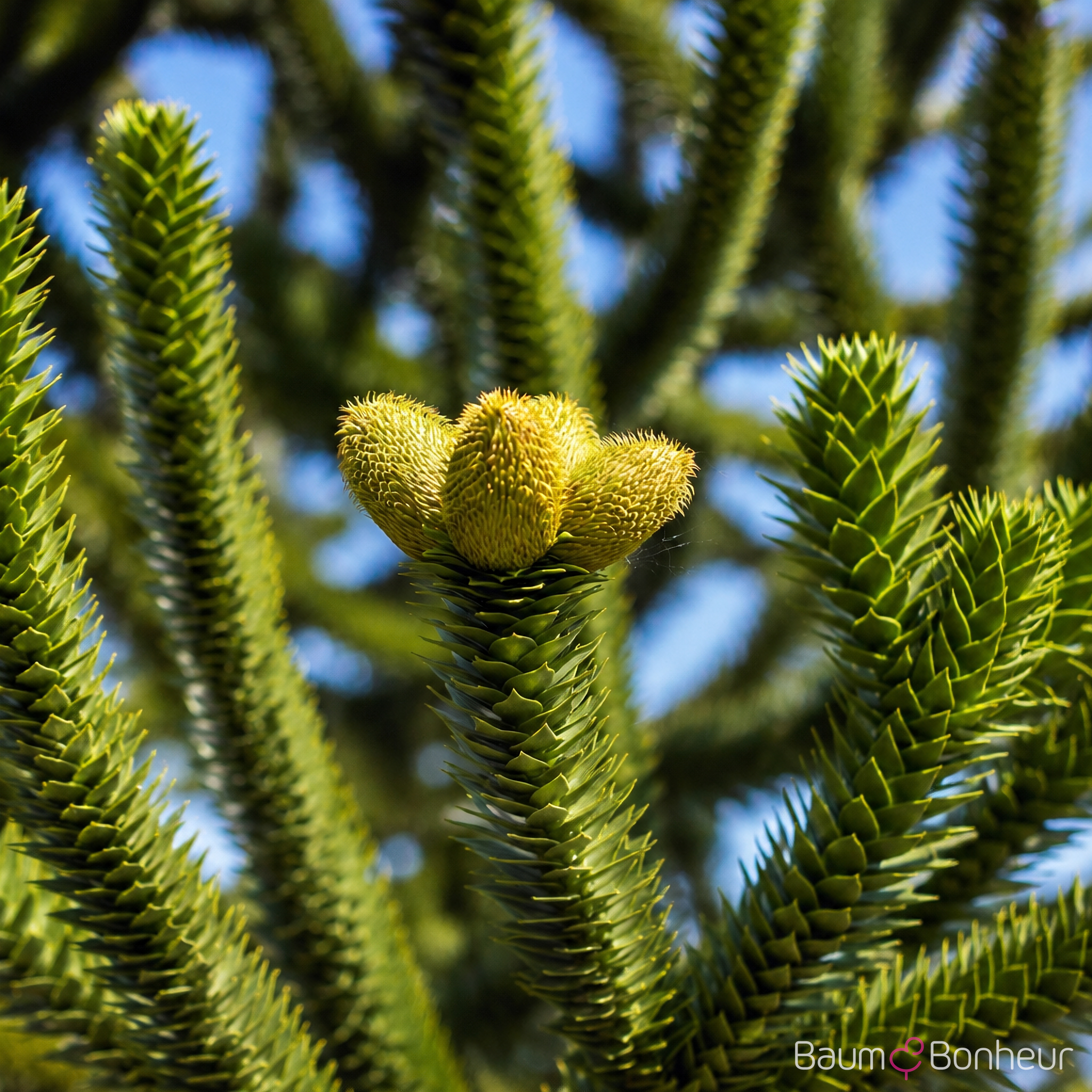 Araucaria araucana