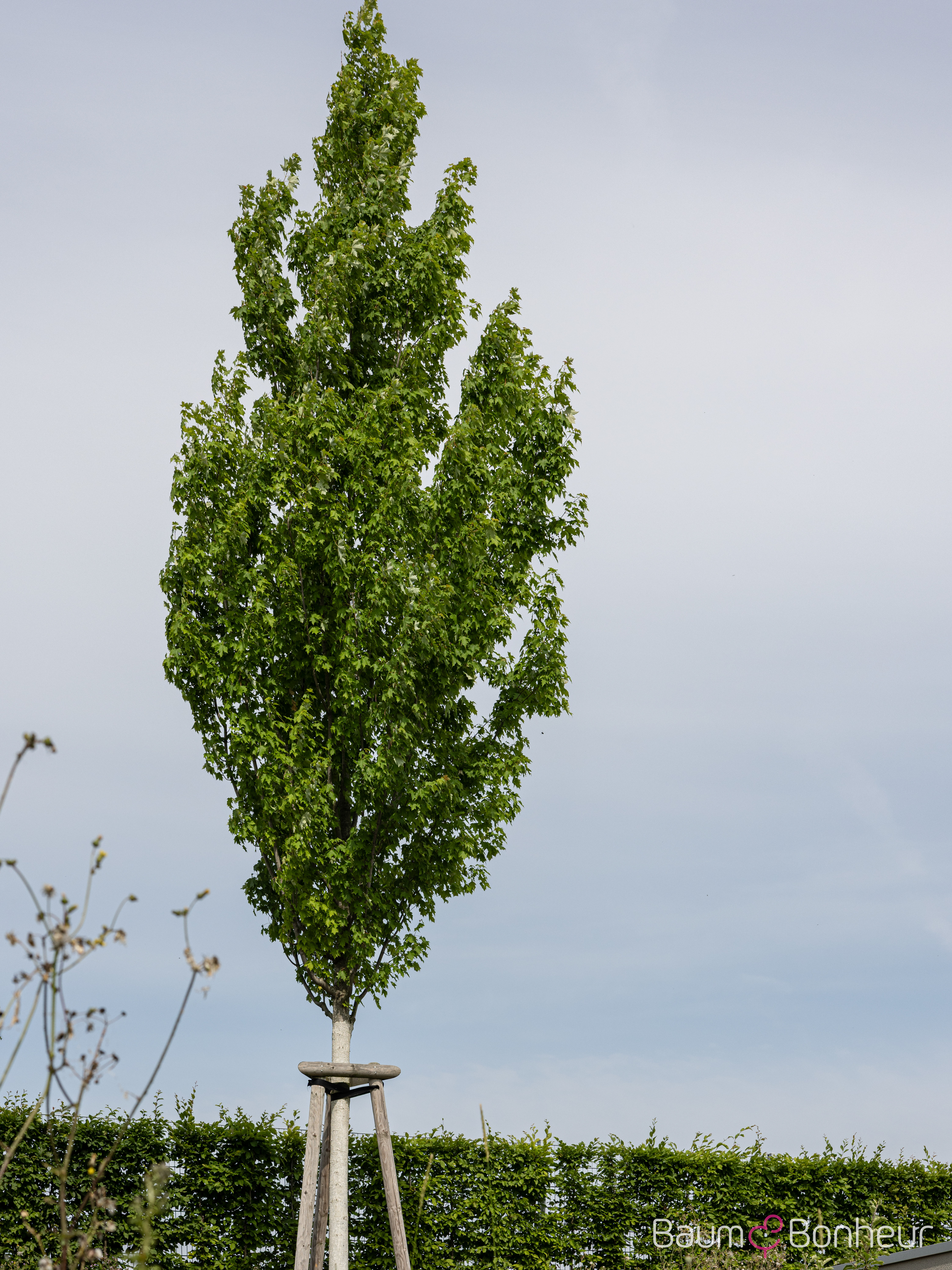 Acer rubrum 'Armstrong'