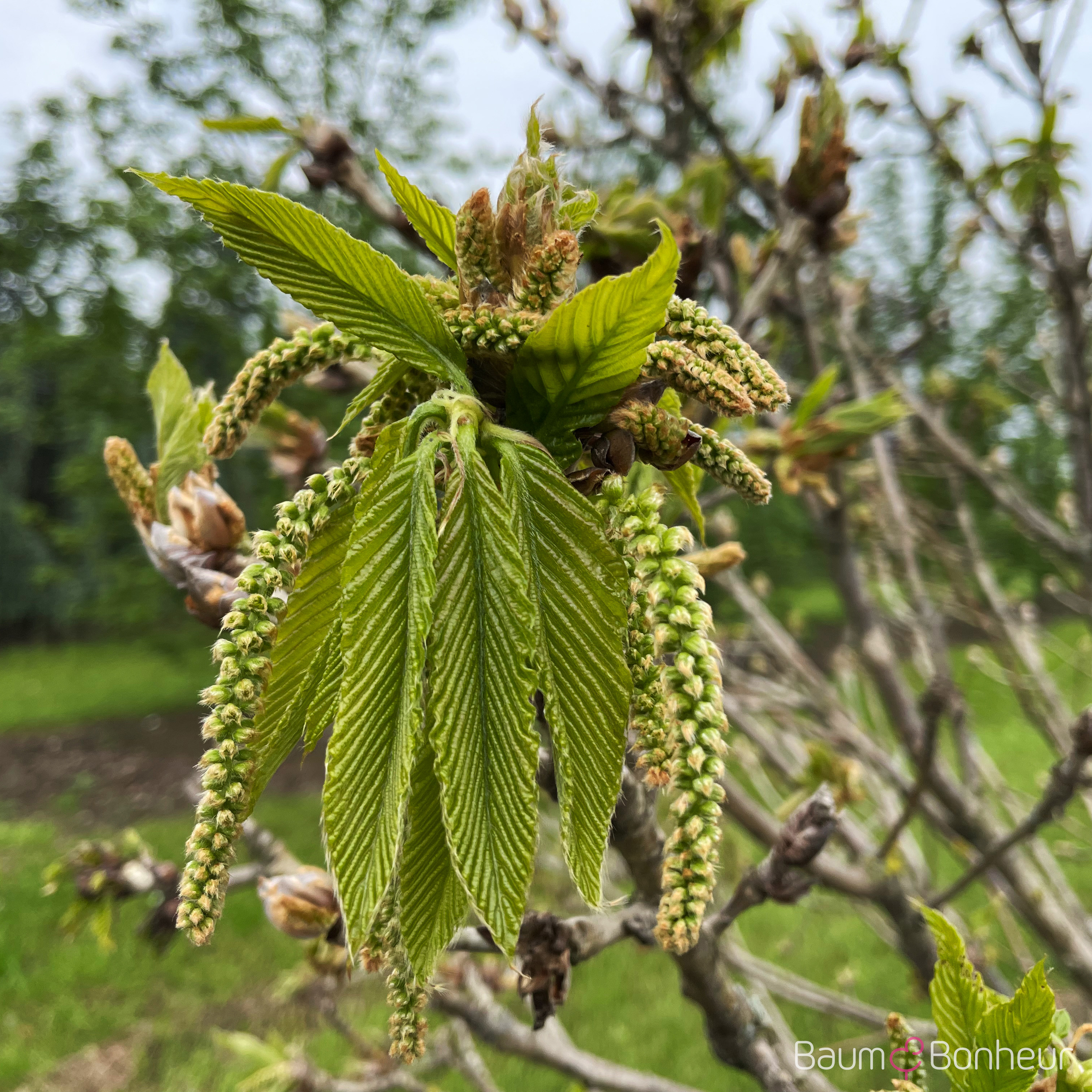 Quercus pontica