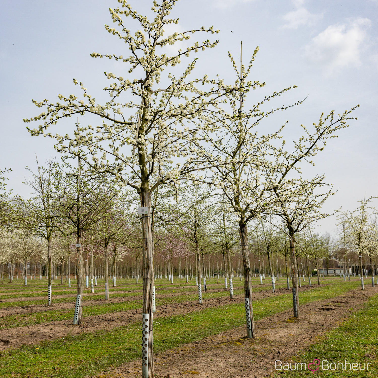 Prunus domestica 'Ontario'