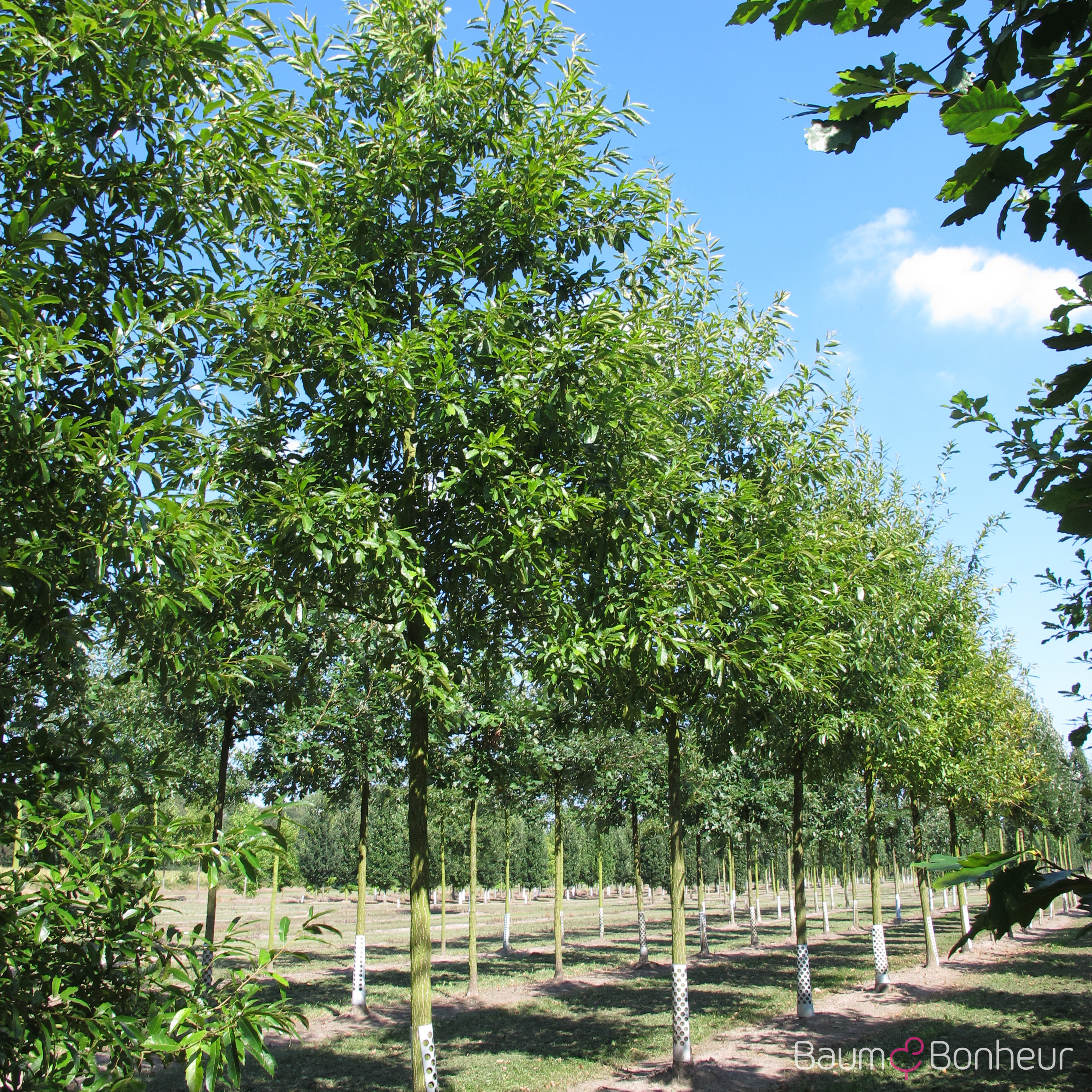 Quercus acutissima