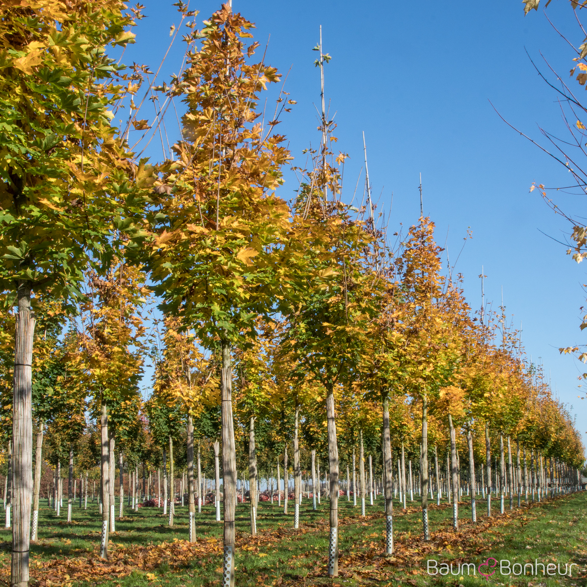 Acer platanoides 'Emerald Queen'