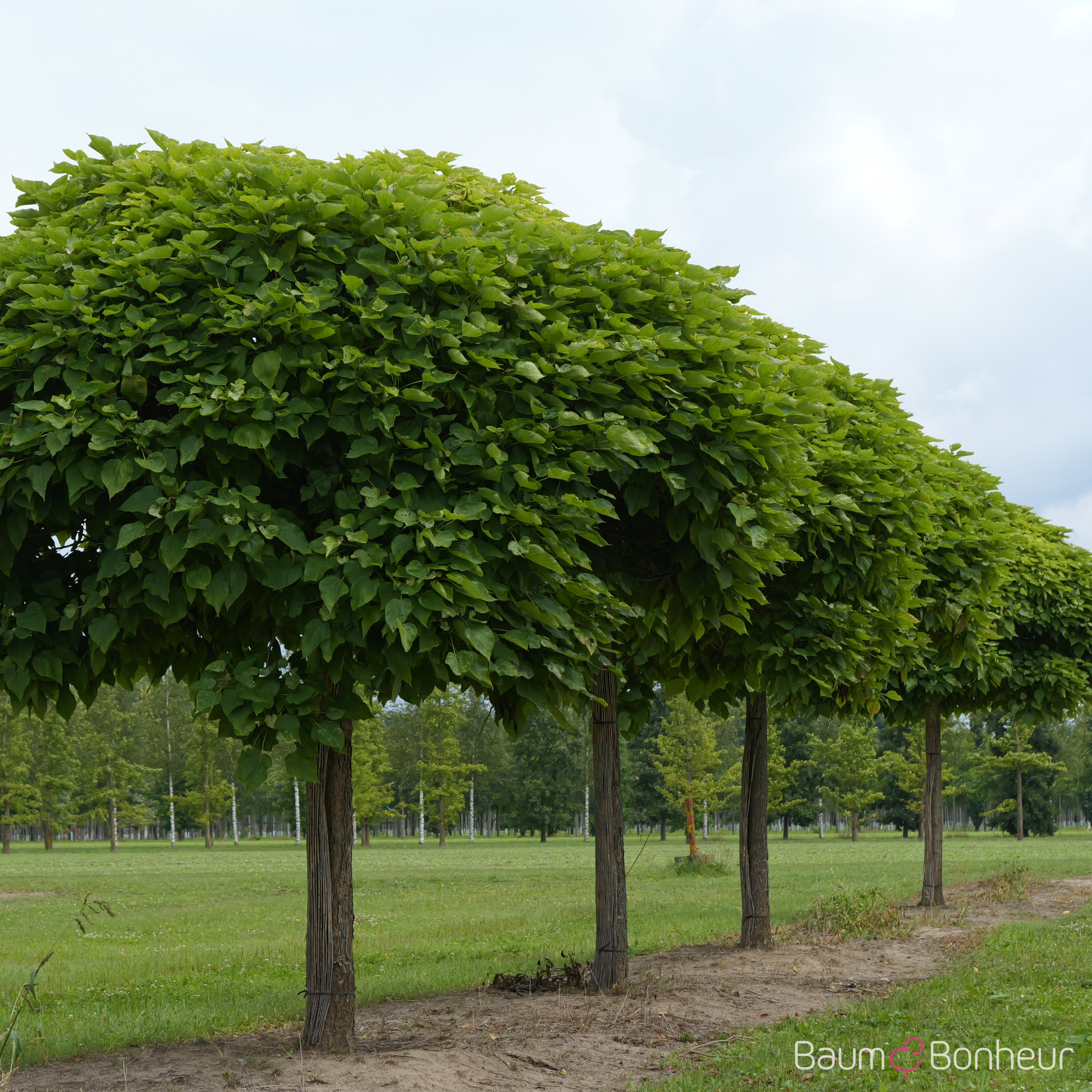 Catalpa bignonioides 'Nana'
