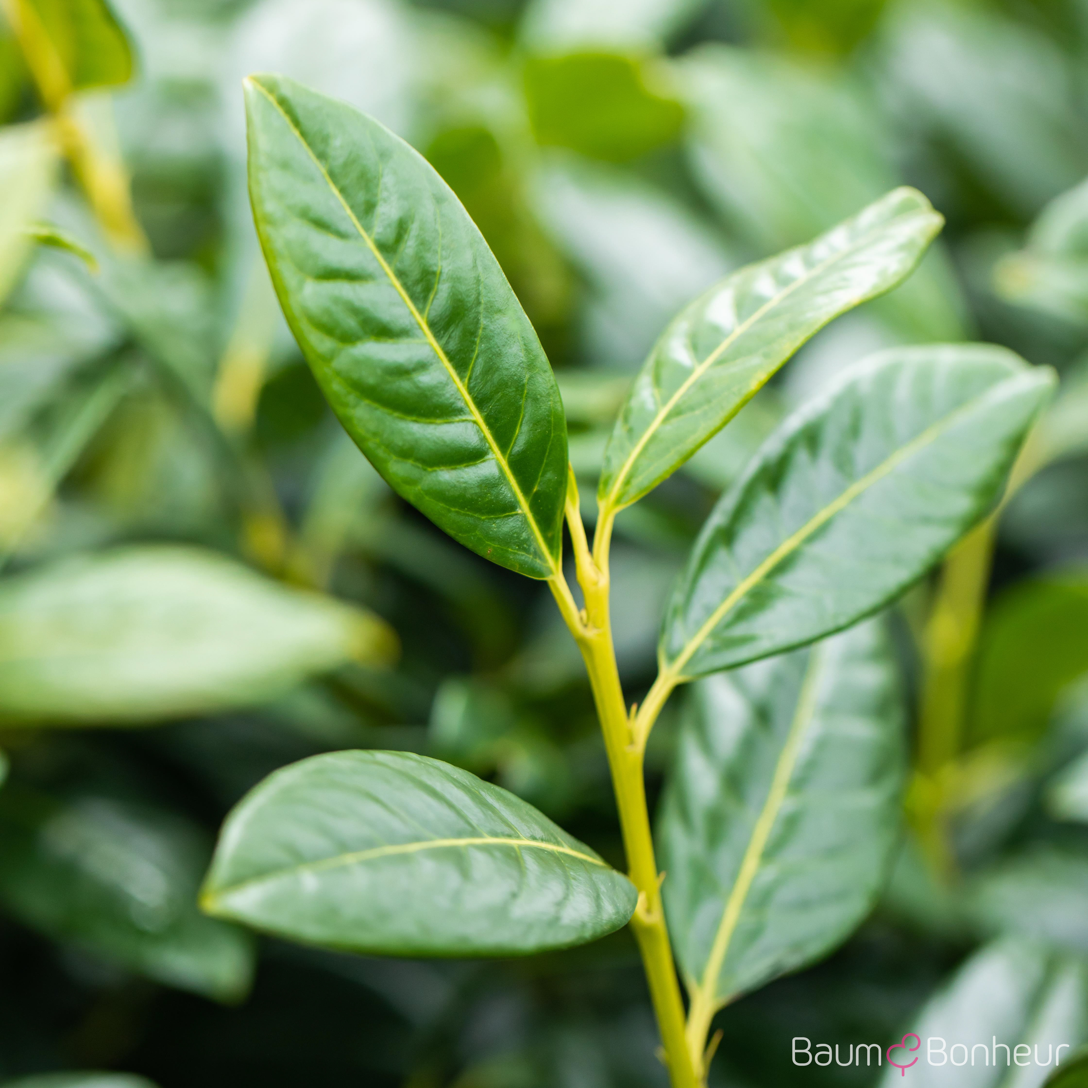 Prunus laurocerasus 'Diana'