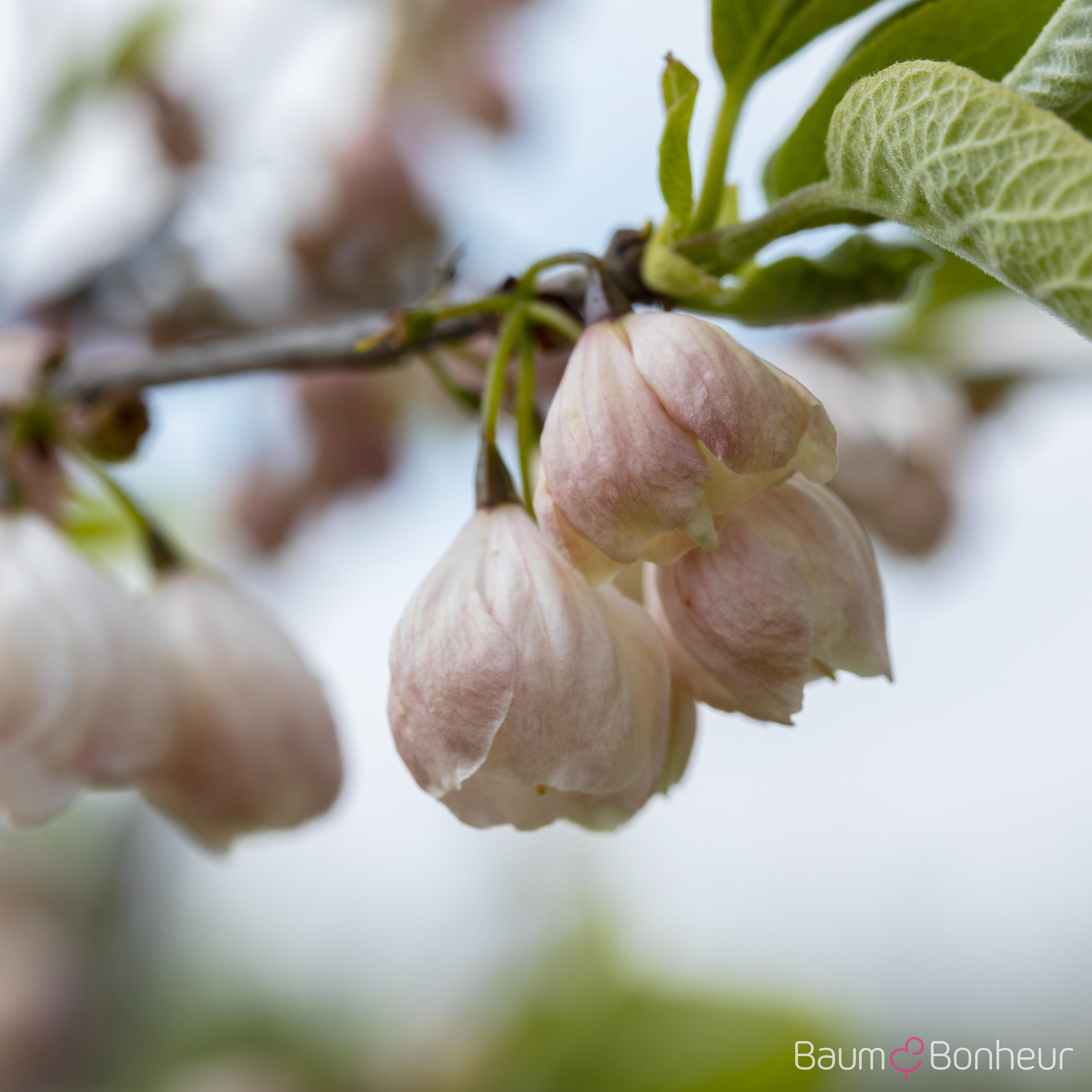 Halesia carolina