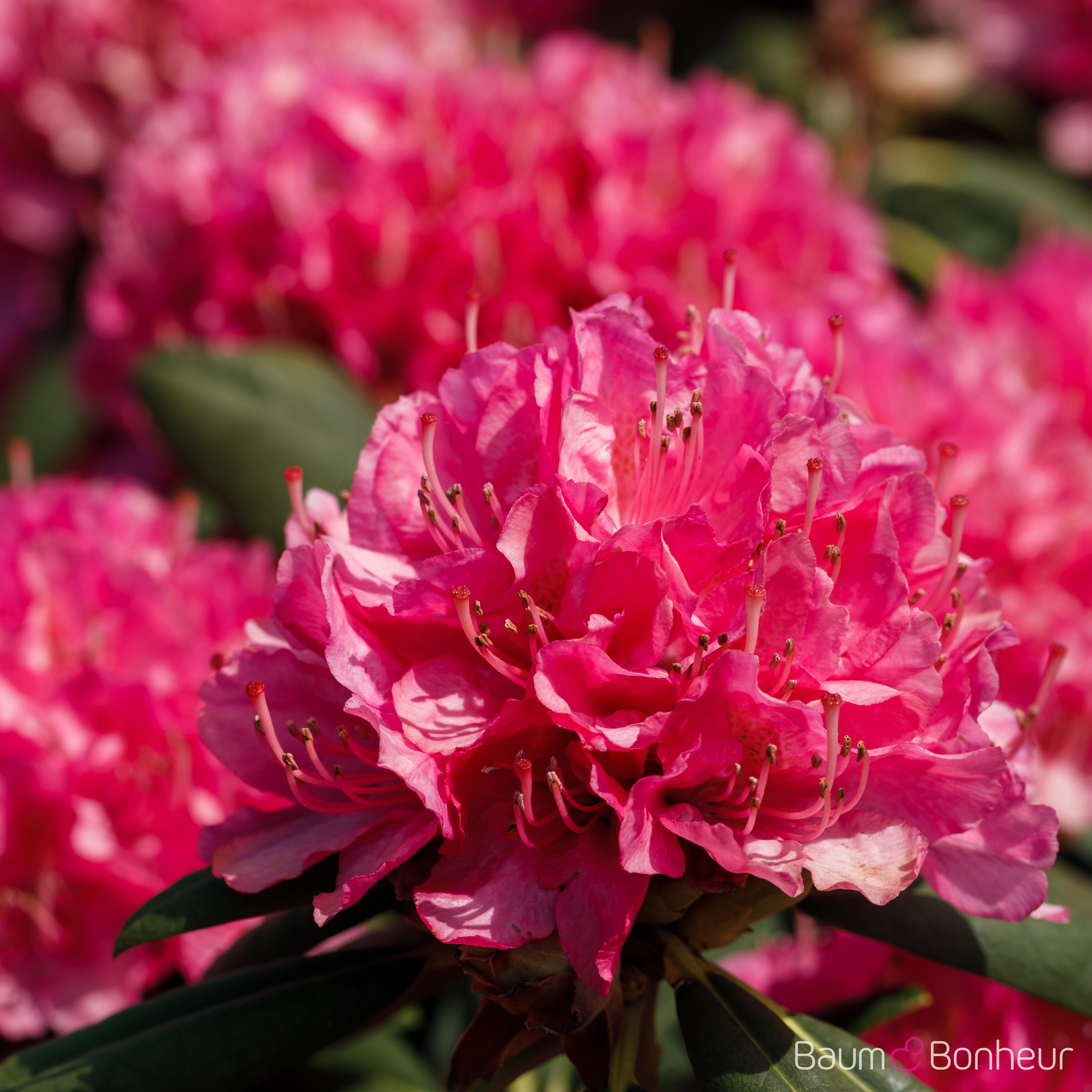 Rhododendron 'Catharine van Tol'