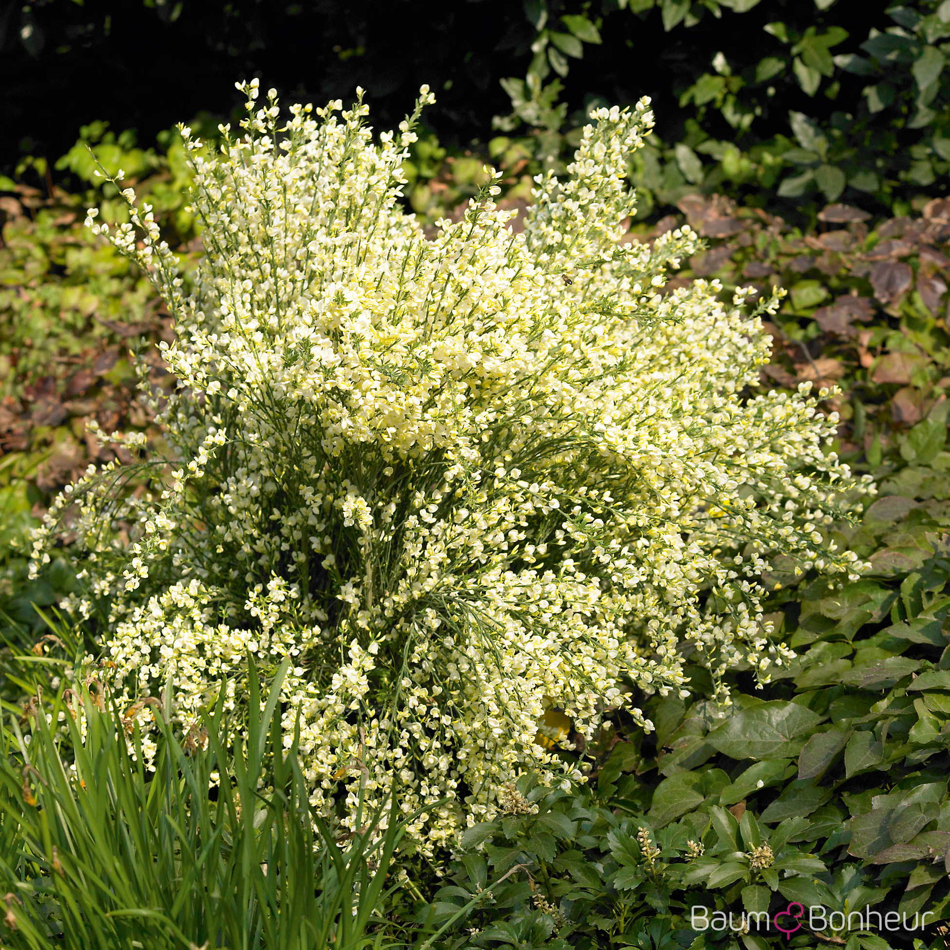 Cytisus praecox