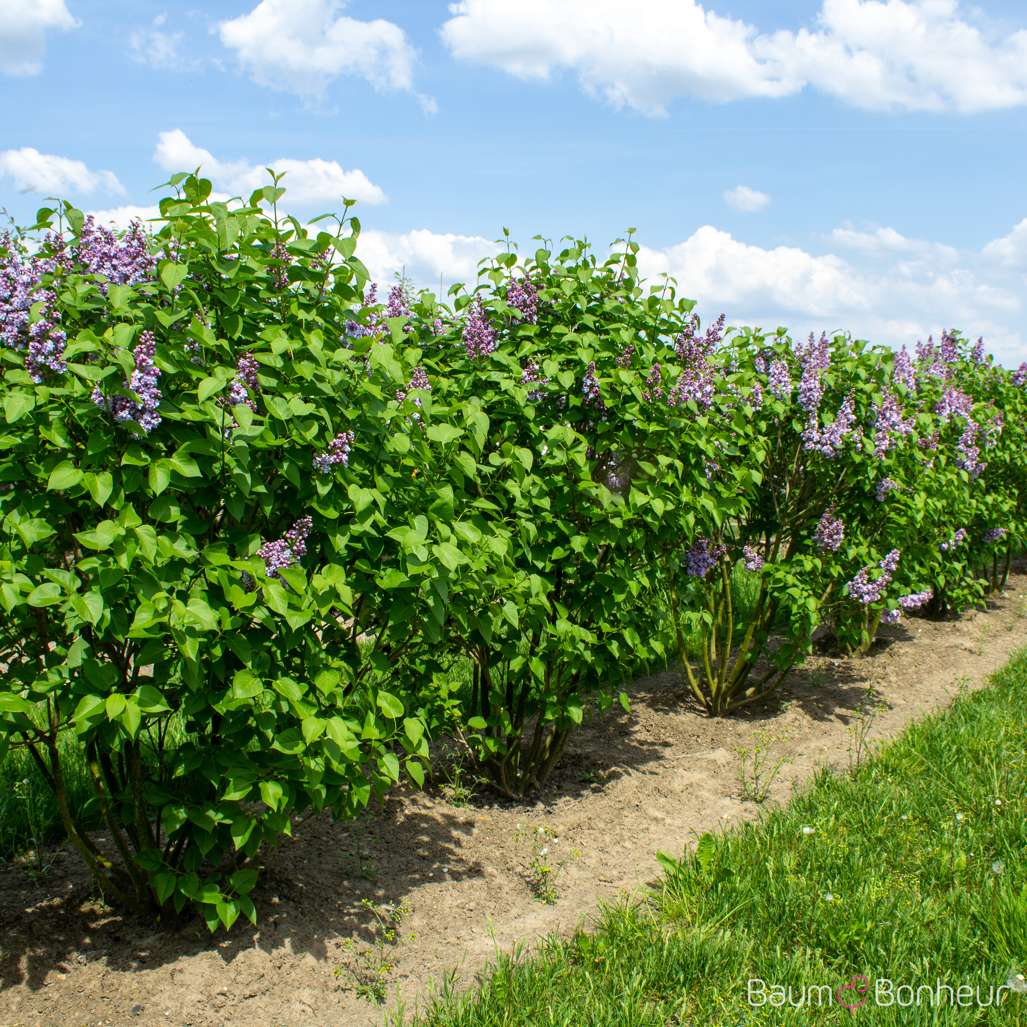 Syringa vulgaris 'Michel Buchner'