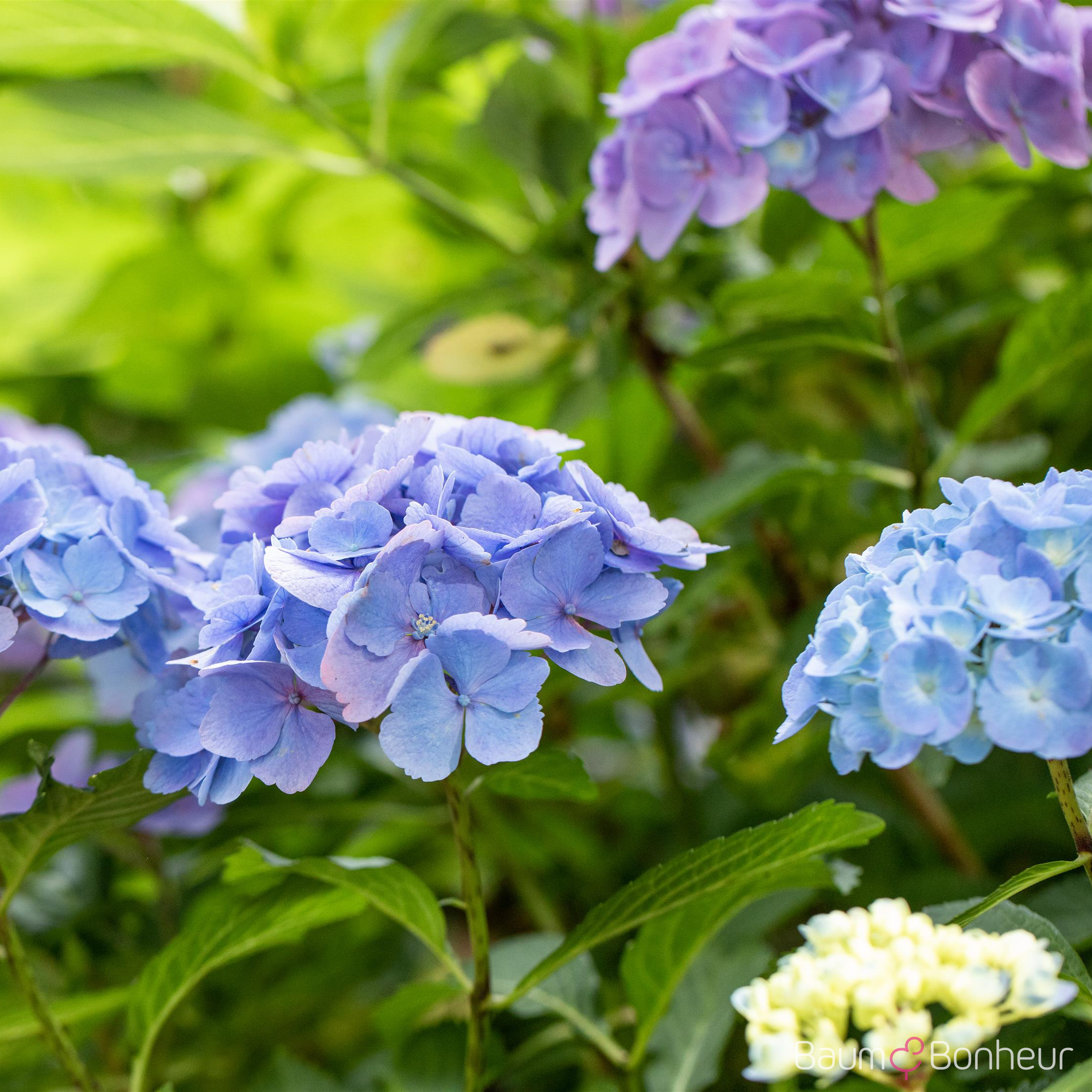 Hydrangea macrophylla 'Forever & Ever® Blue'