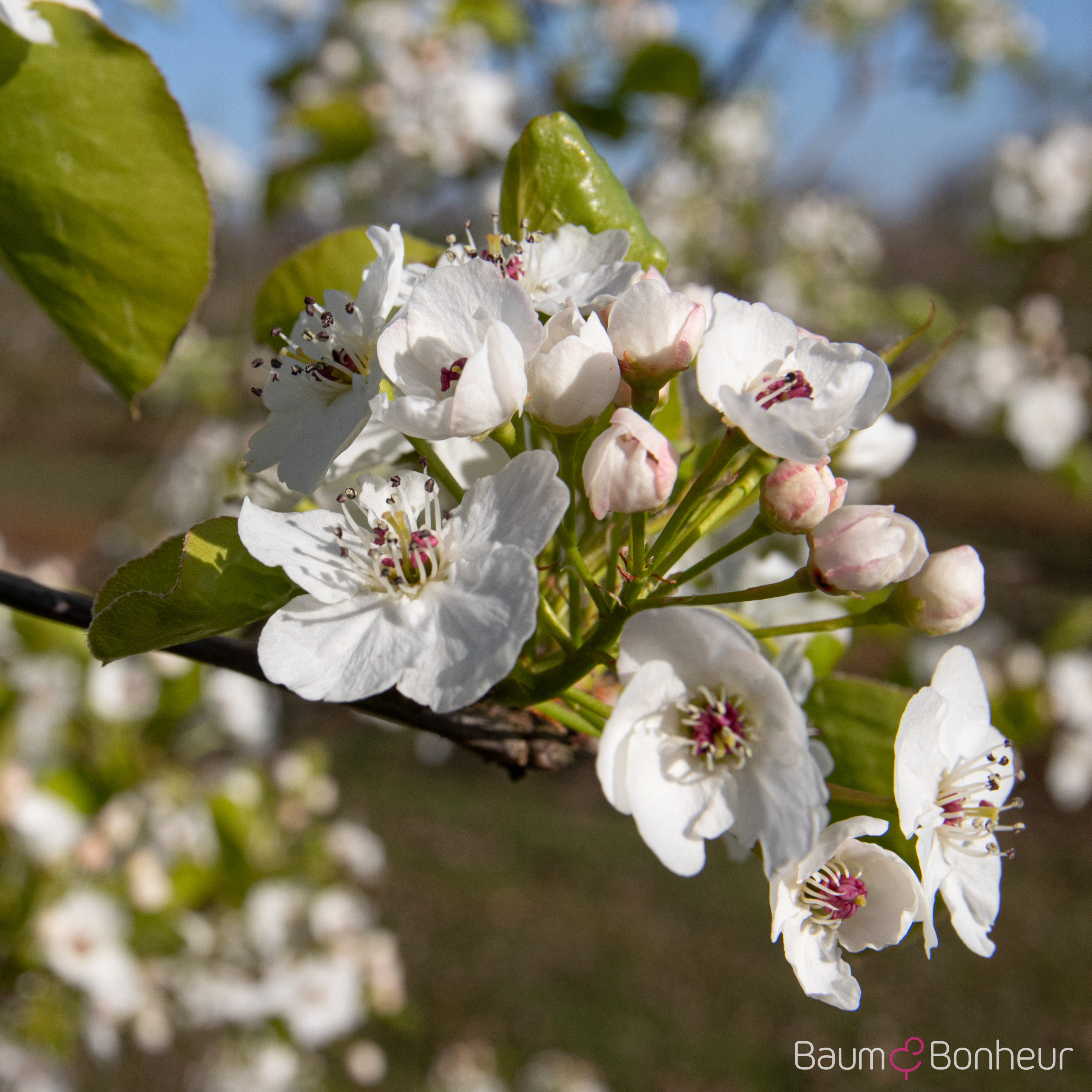 Pyrus calleryana 'Chanticleer'