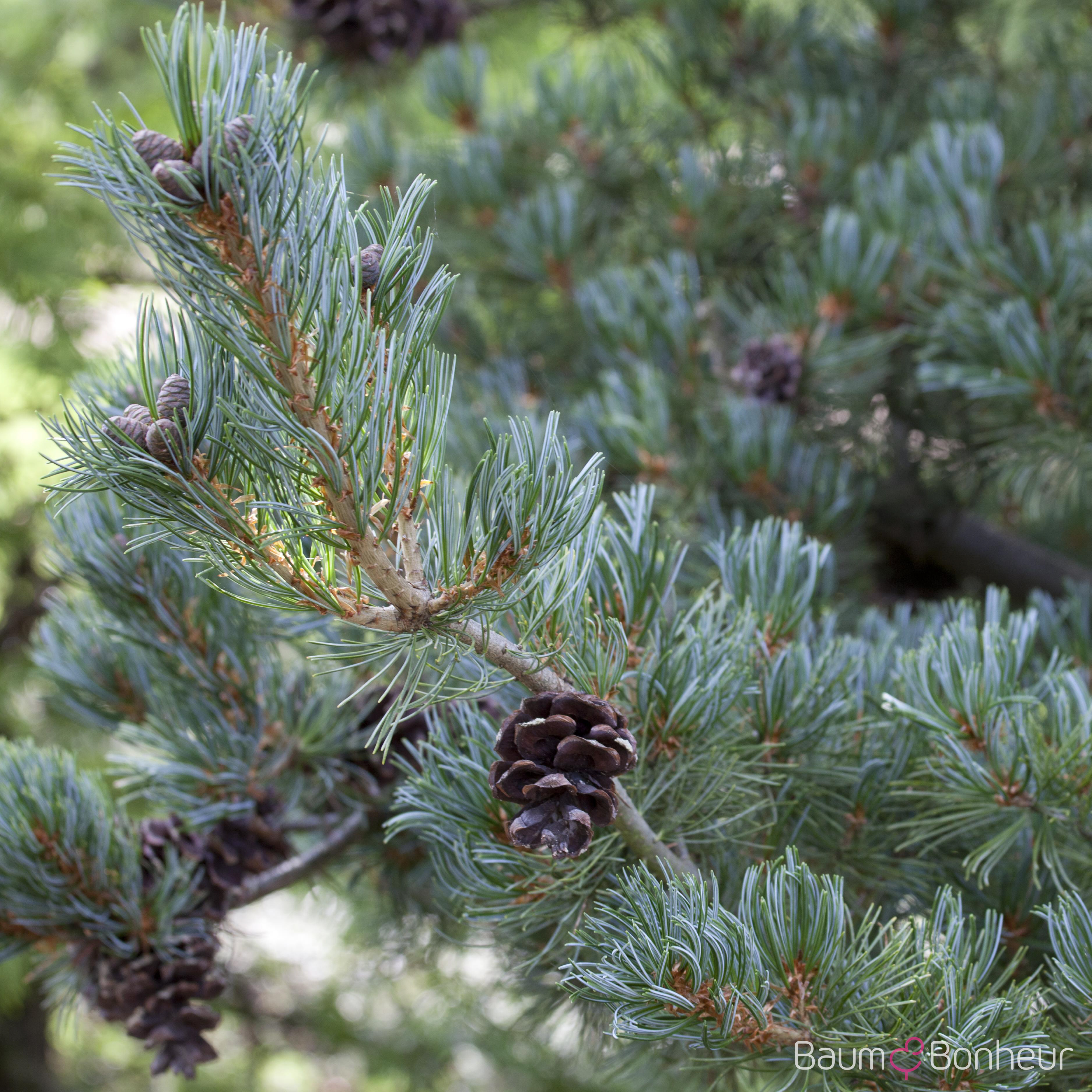 Pinus parviflora 'Glauca'