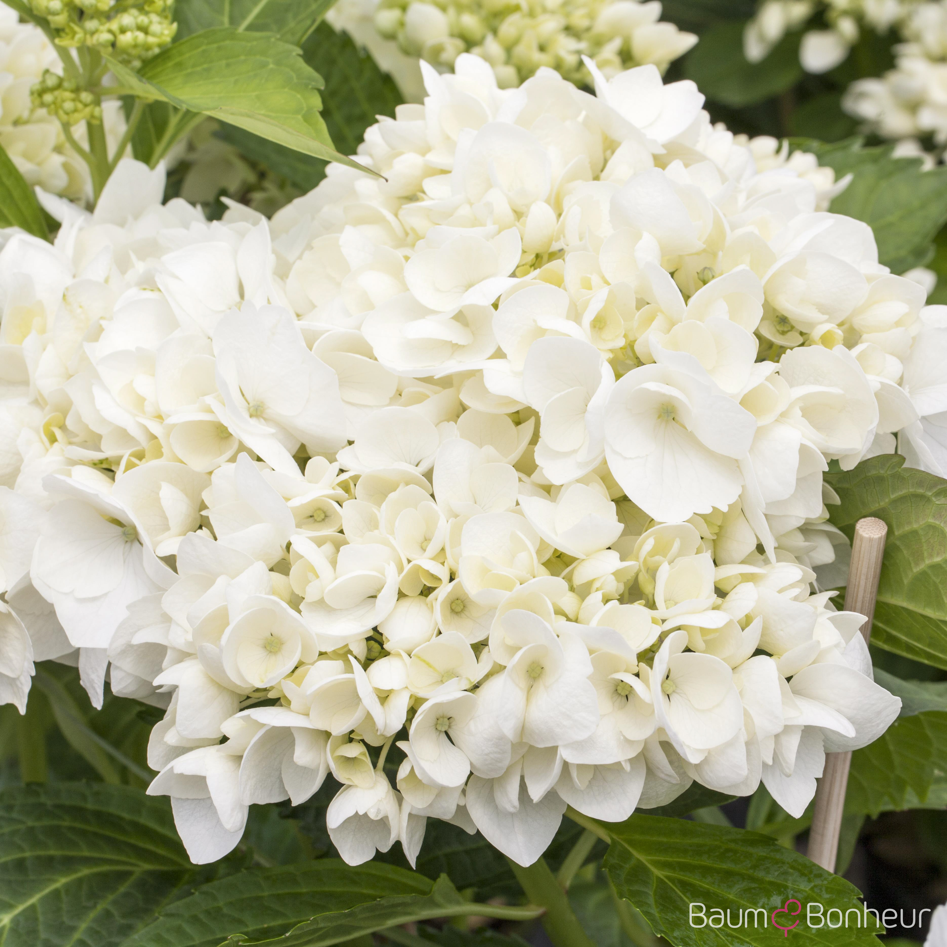 Hydrangea macrophylla 'Soeur Thérèse'