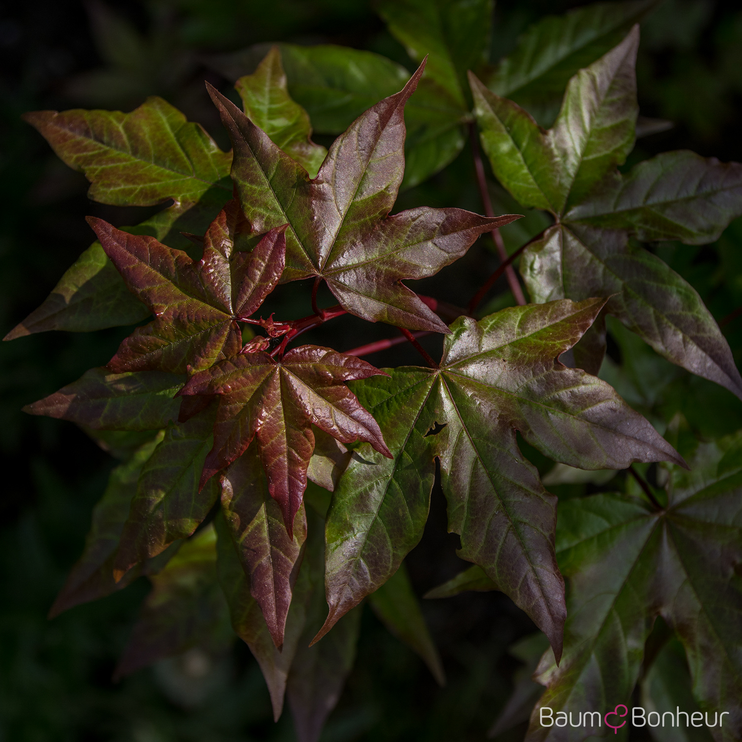 Acer x zoeschense 'Annae'