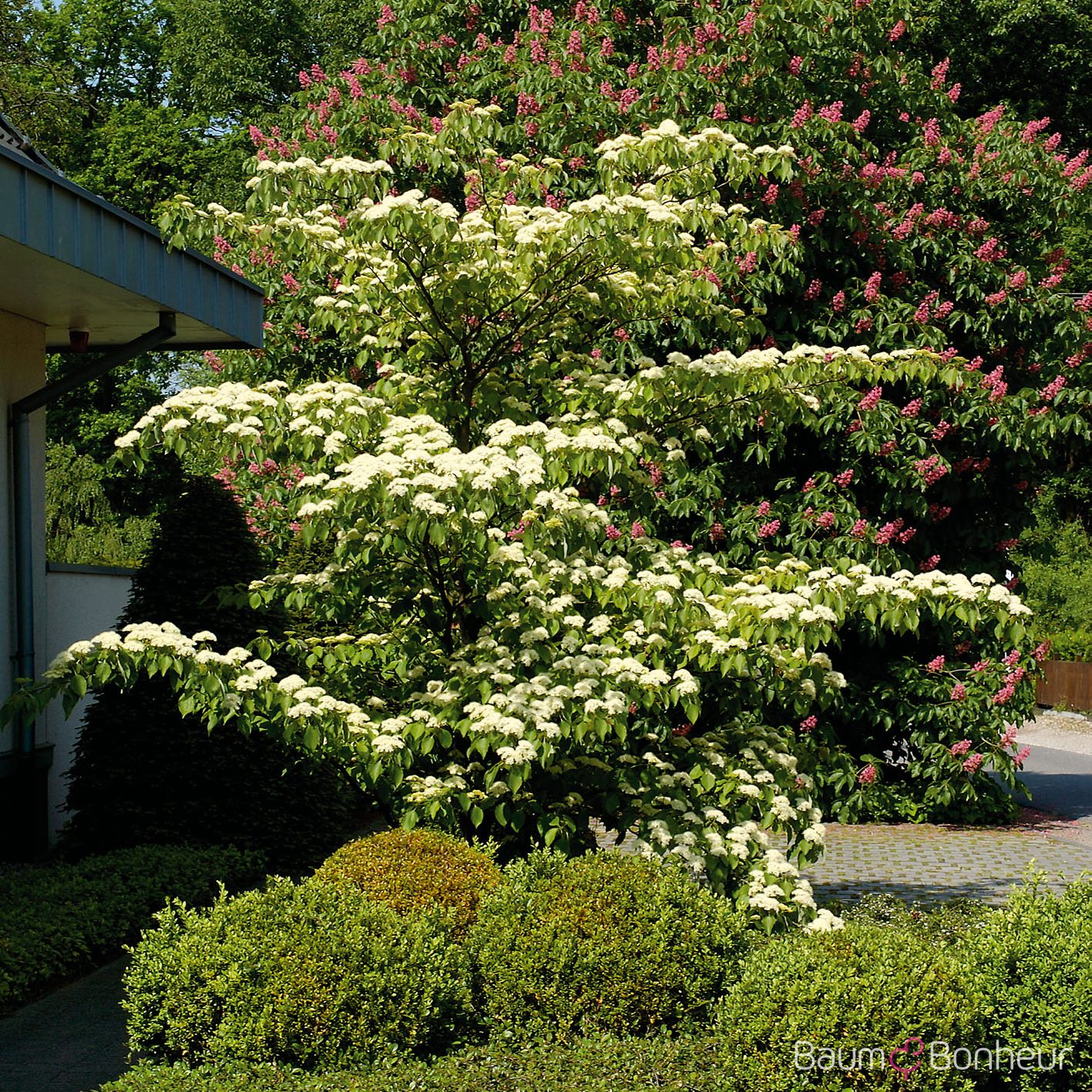 Cornus controversa
