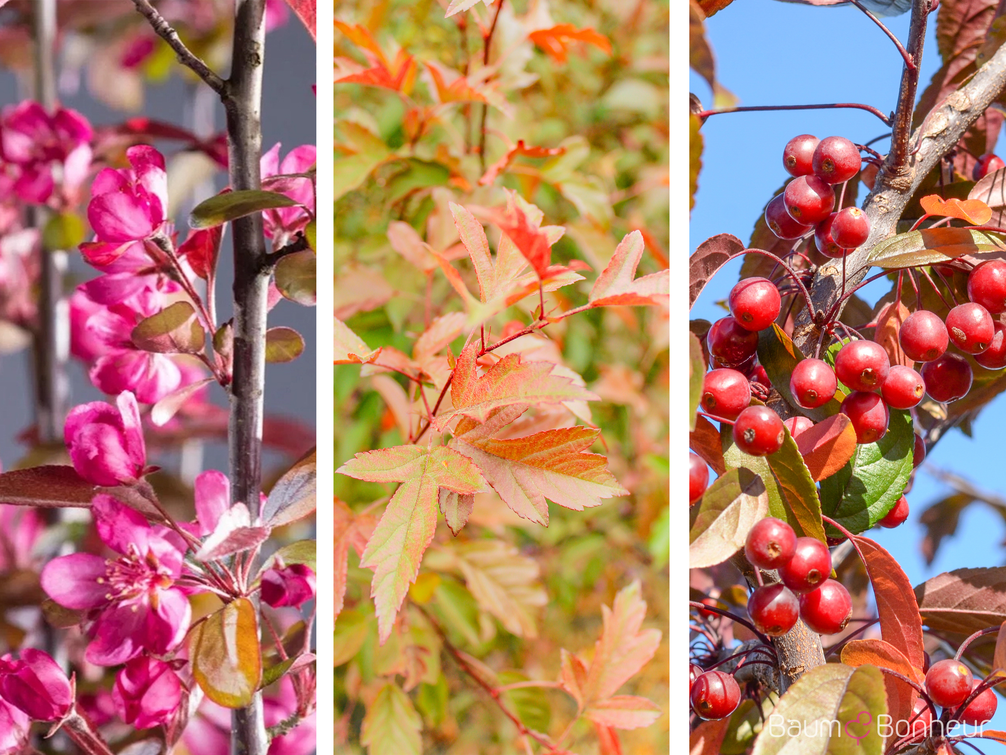 Malus 'Freija' -R-