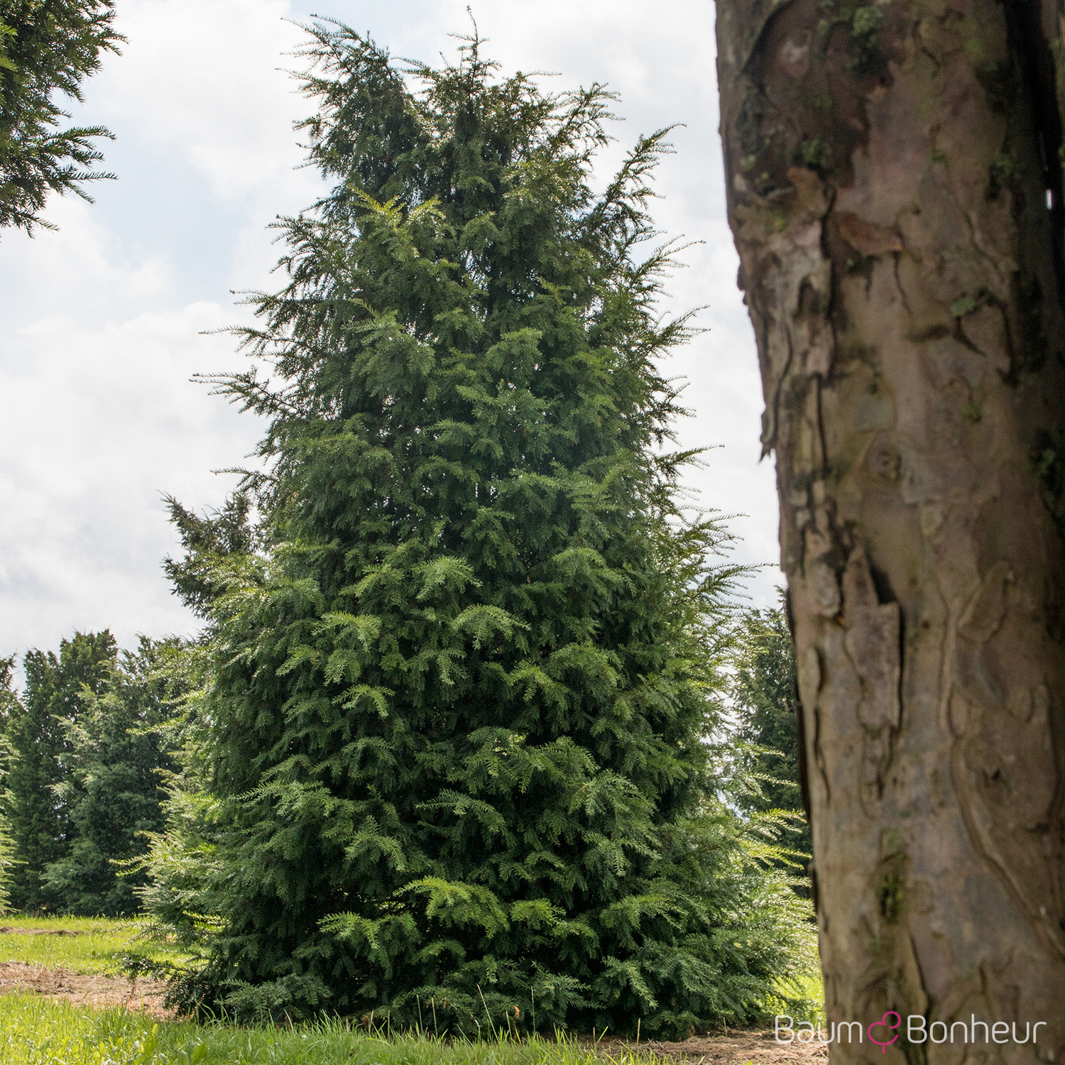 Taxus baccata