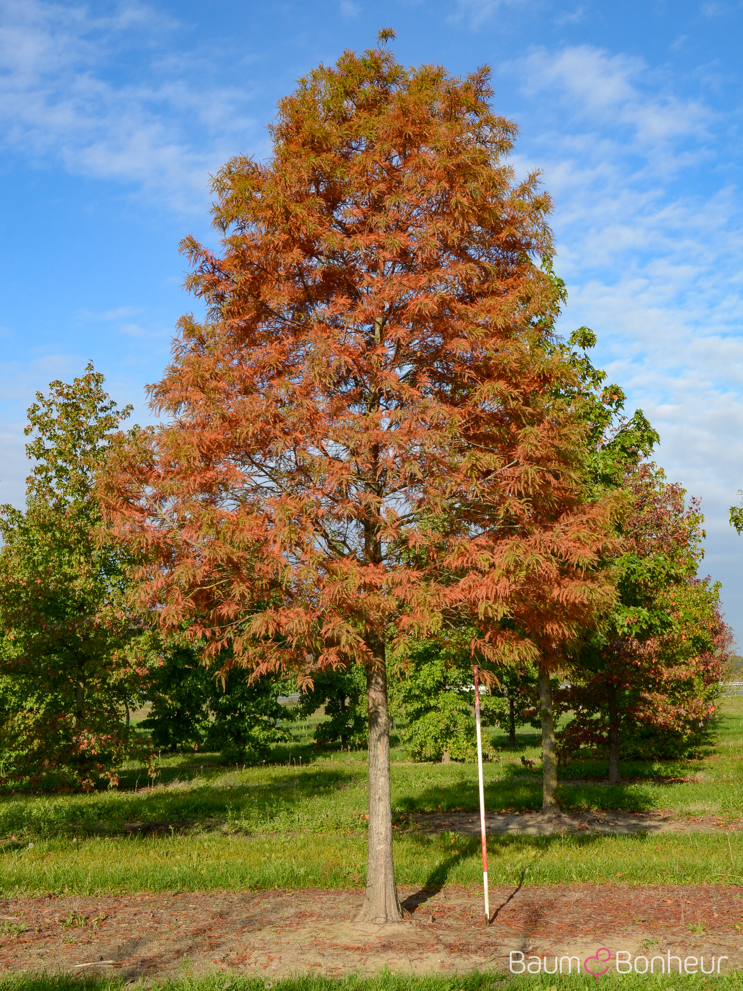 Taxodium distichum