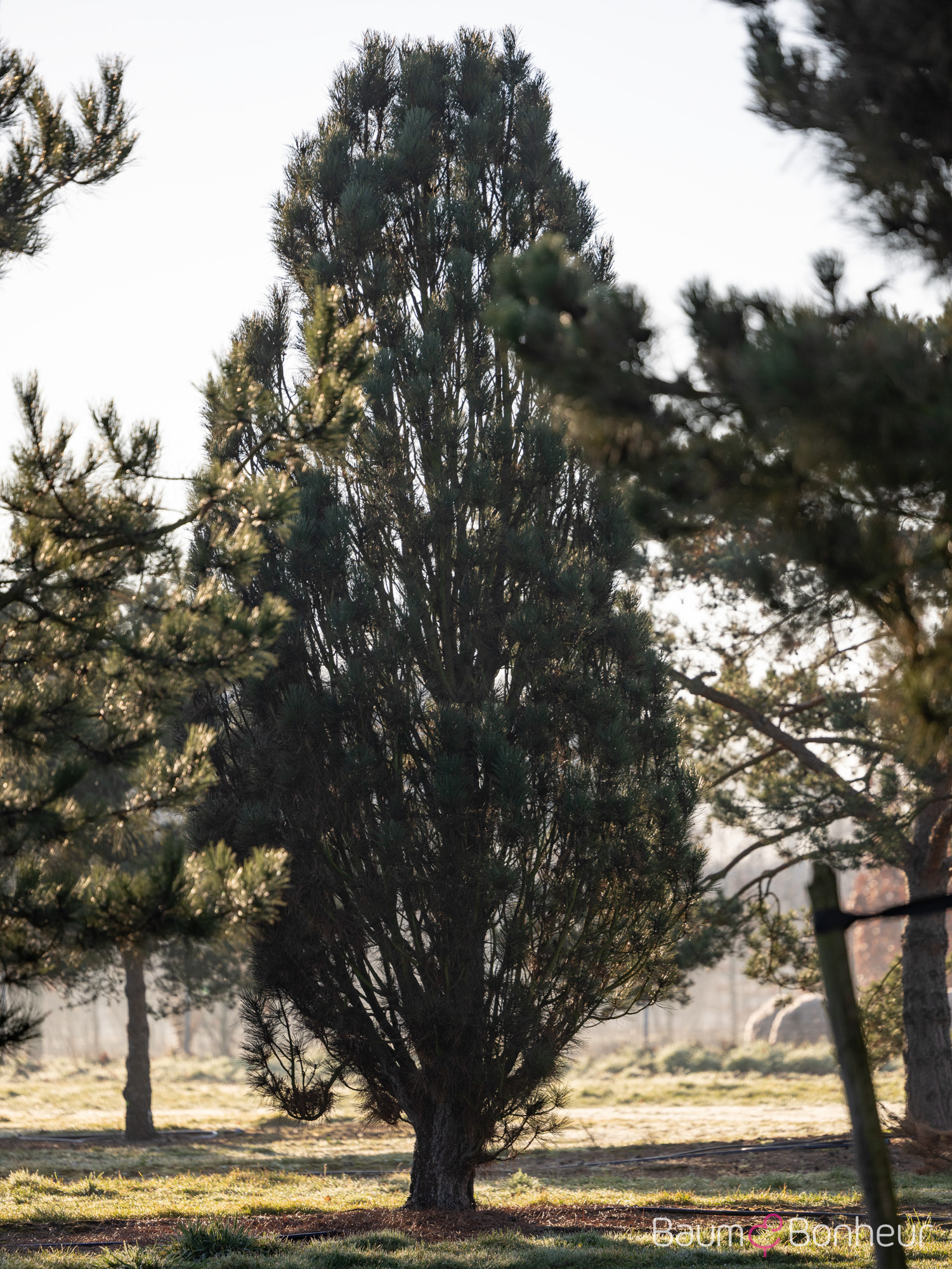 Pinus nigra 'Pyramidalis'