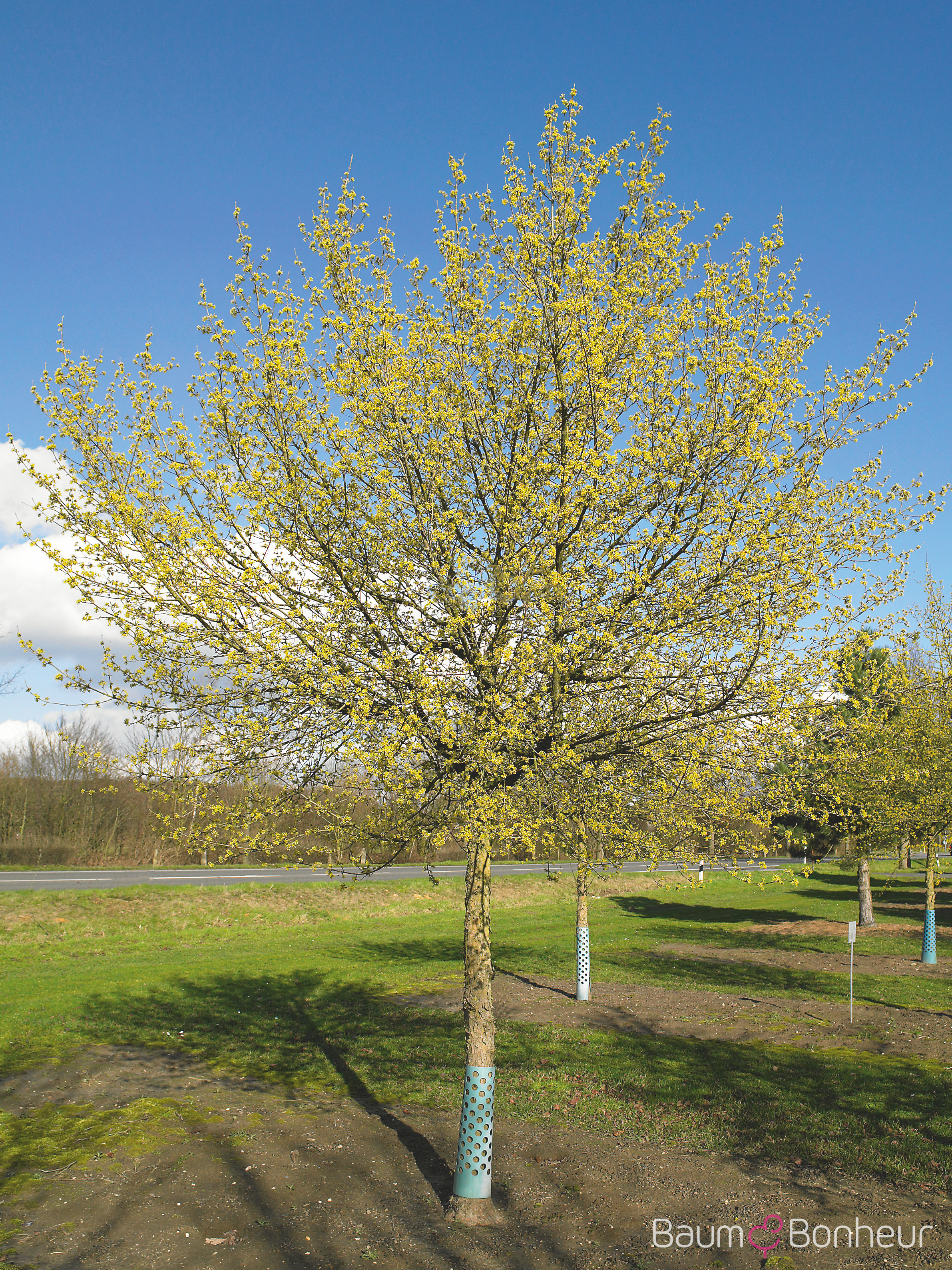Cornus mas