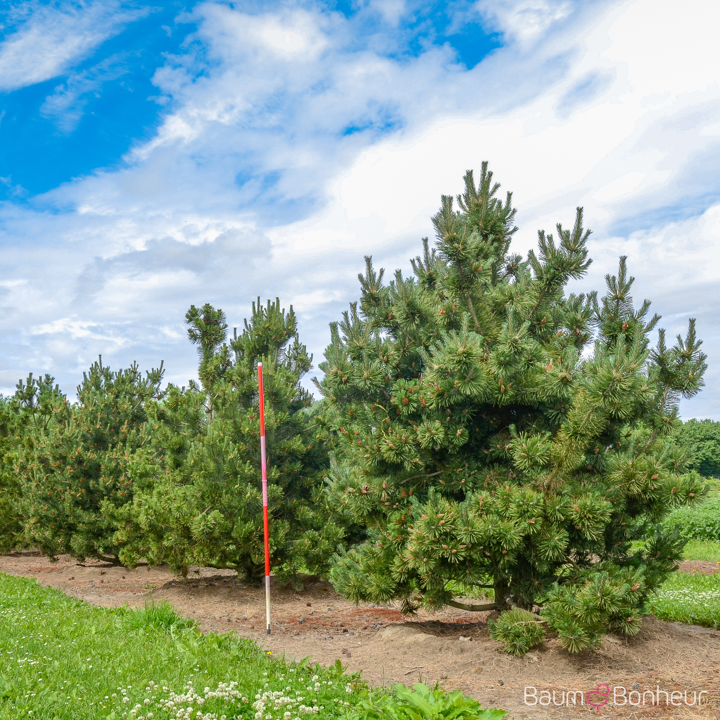 Pinus mugo