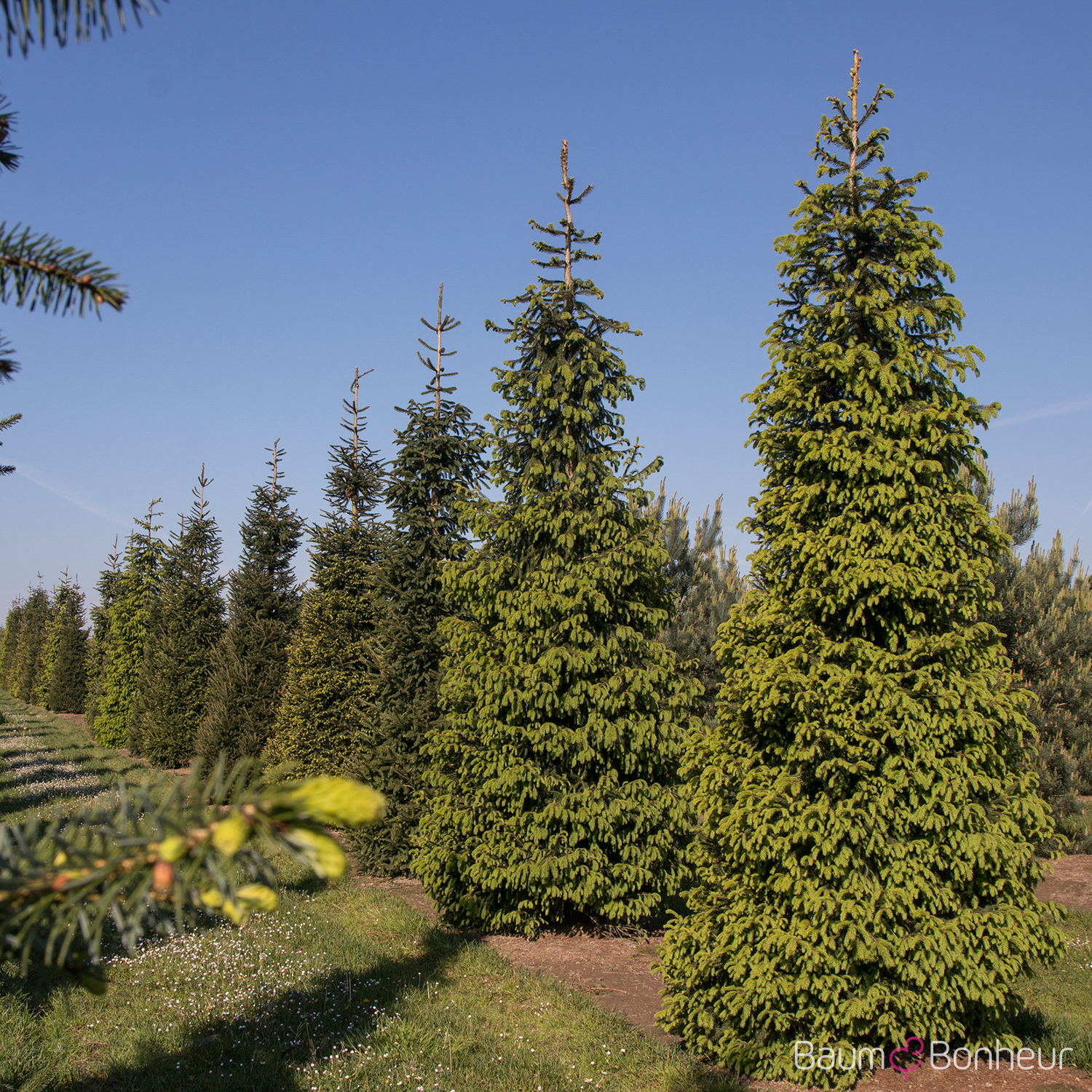 Picea abies