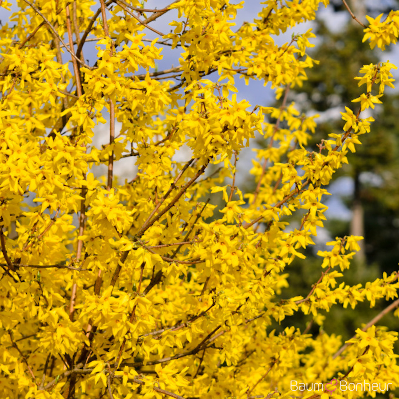 Forsythia 'Beatrix Farrand'