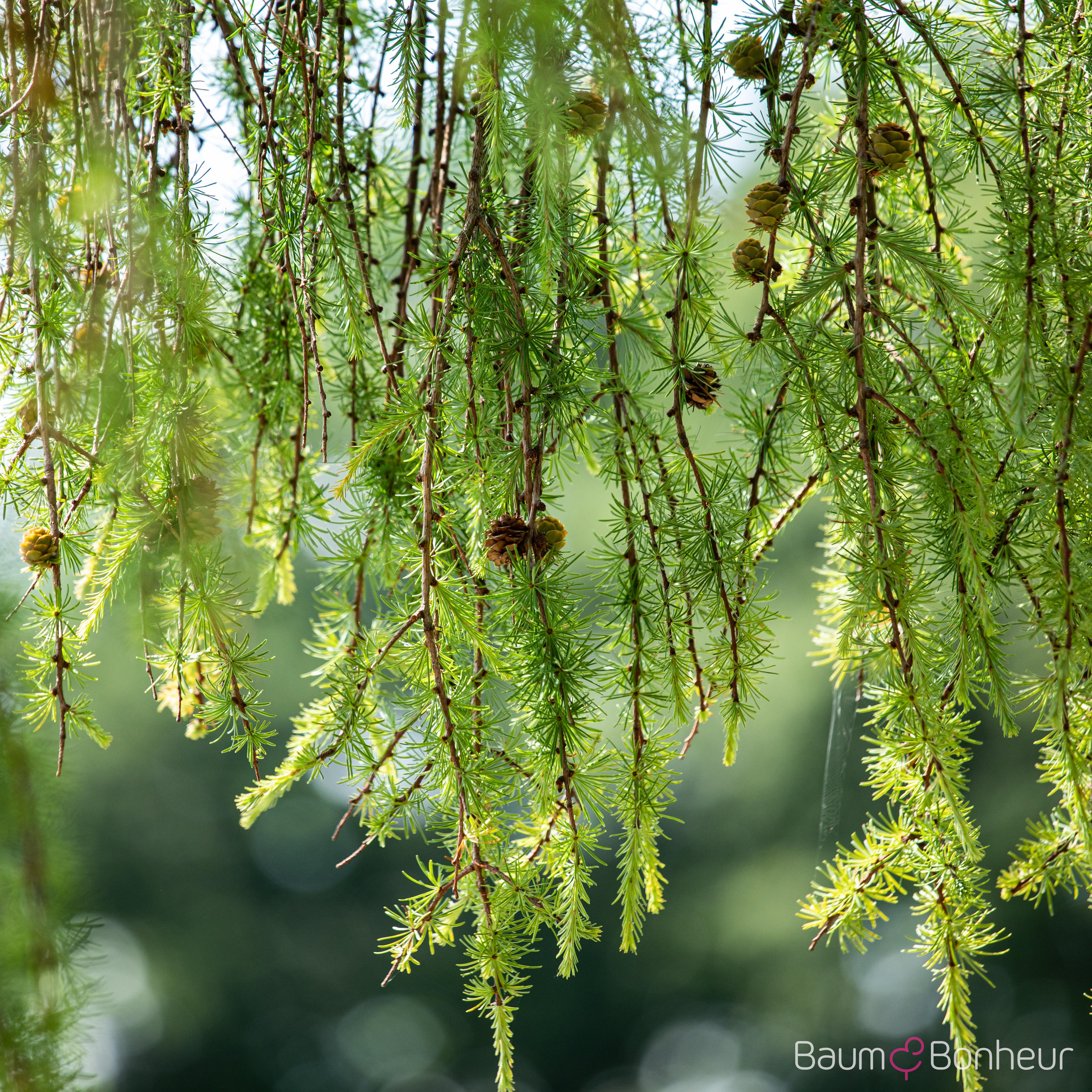 Larix kaempferi 'Pendula'