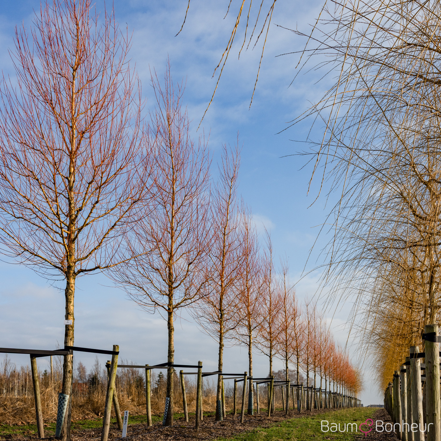 Salix alba 'Chermesina'