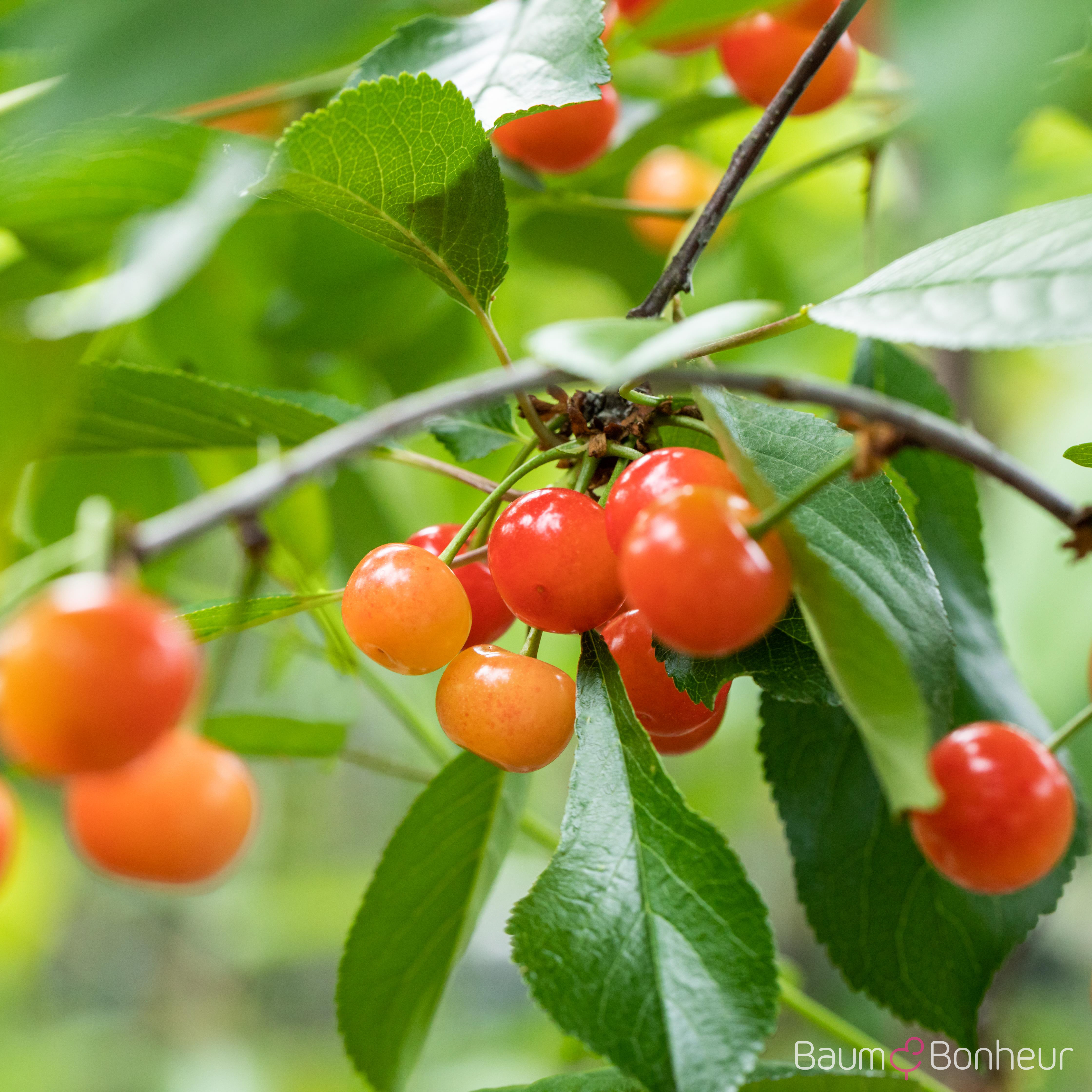 Prunus cerasus 'Ludwigs Frühe'